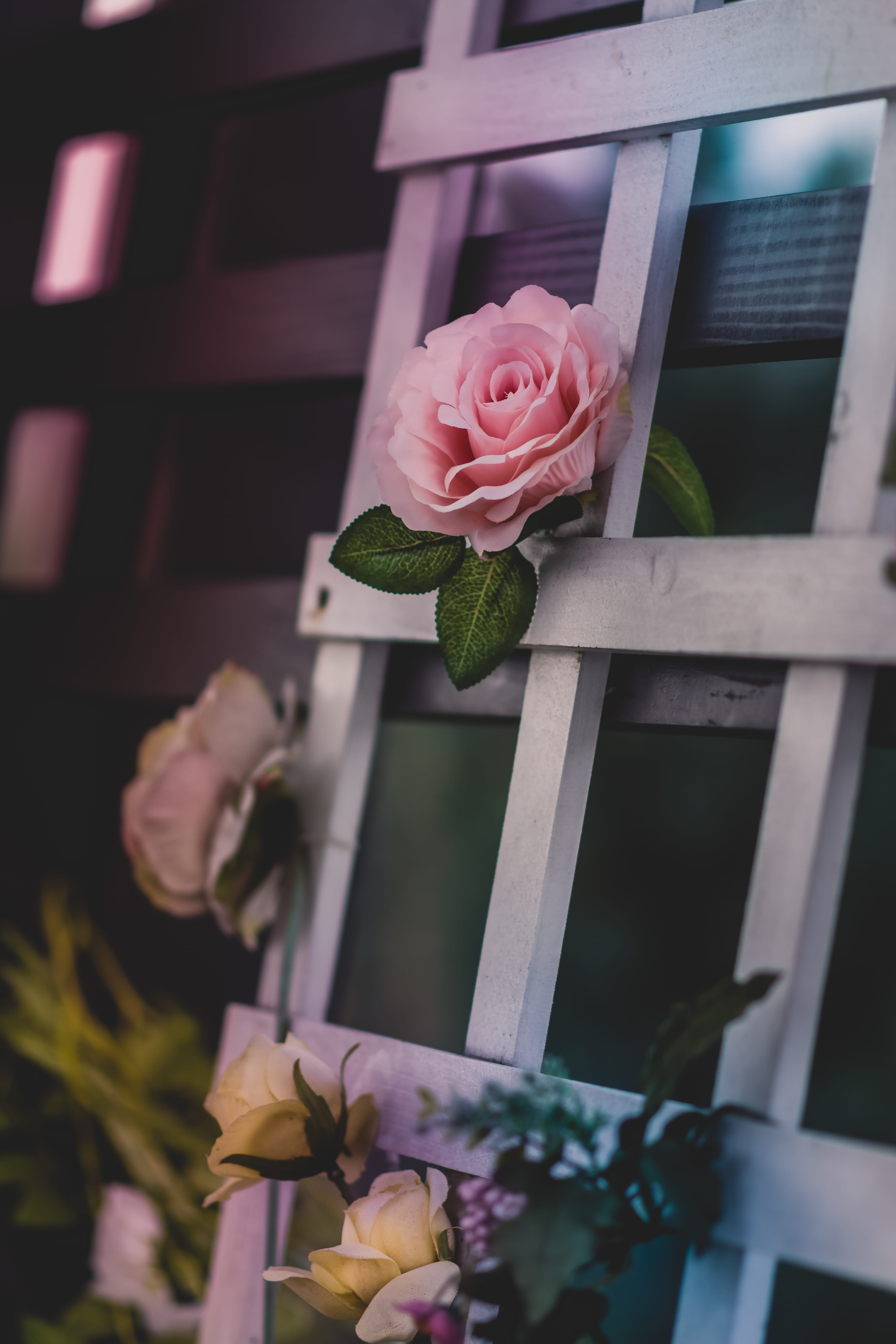 vulnerability, roses, pink Color, growth, wooden, wedding, architecture, garden, flower head, rose - Flower, romance, rose, flower pot, flower, petaled, Phone HD Wallpaper