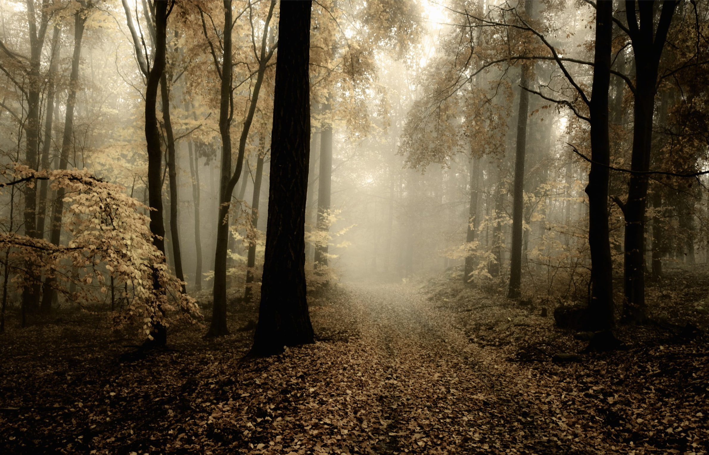 mist, light - Natural Phenomenon, spooky, leaf, dark, halloween, tranquil Scene, non-Urban Scene, october, tranquility, tree trunk, magic, footpath, plant, HD Wallpaper
