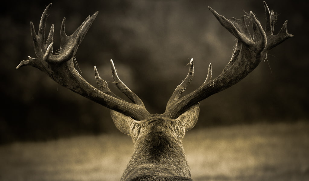 animal themes, 480P, different, animal wildlife, perspective, animal head, animal, herbivorous, nature, close-up, animals in the wild, one animal, tree, HD Wallpaper