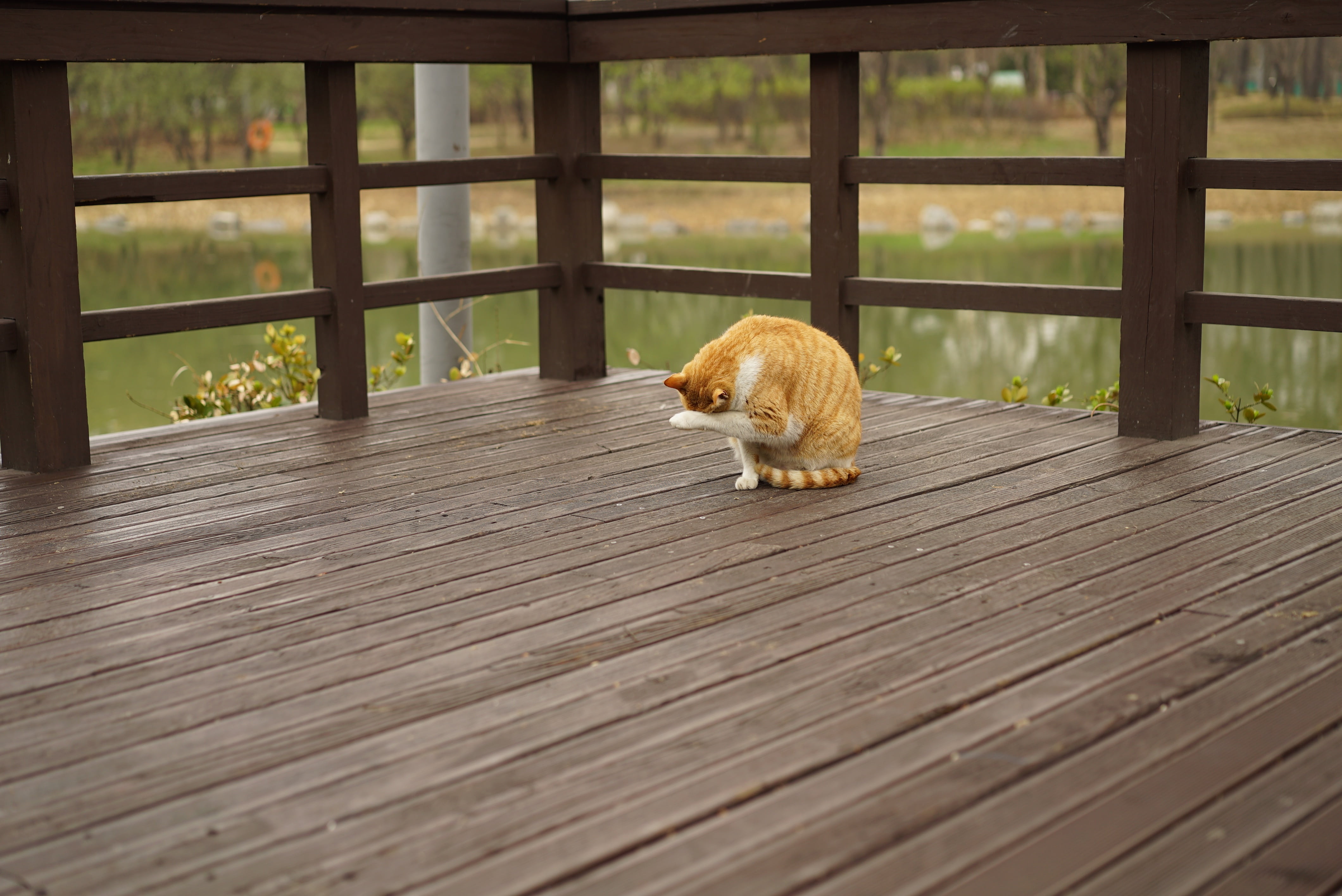 animal, no people, one animal, overcast, mammal, day, animal themes, wood - Material, orange, outdoors, tax revenues, deck, flooring, wood, vertebrate, HD Wallpaper