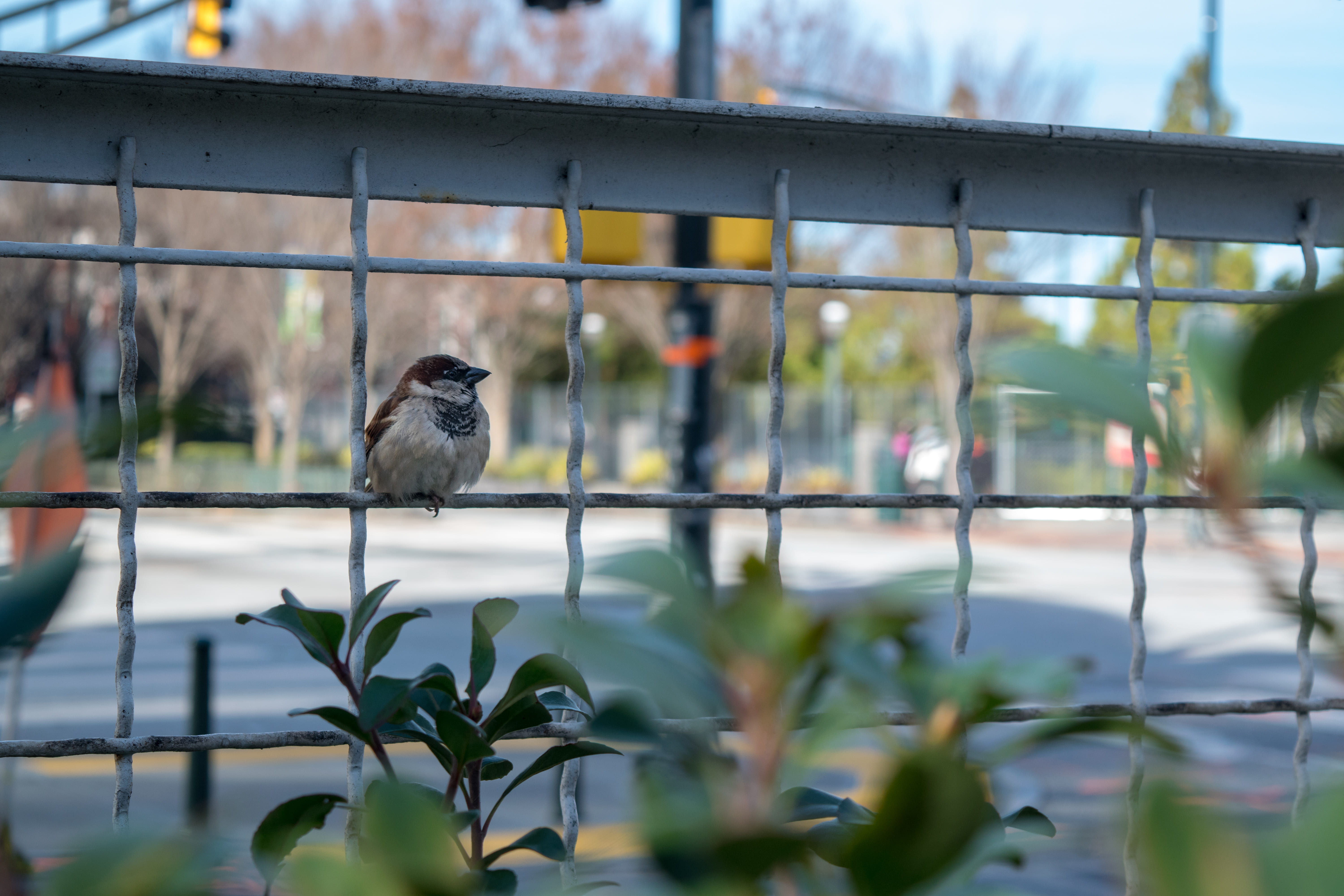 bird, one animal, 5K, plant, focus on foreground, metal, atlanta, sparrow, perching, railing, barrier, no people, animal wildlife, cnn parking deck, united states, HD Wallpaper