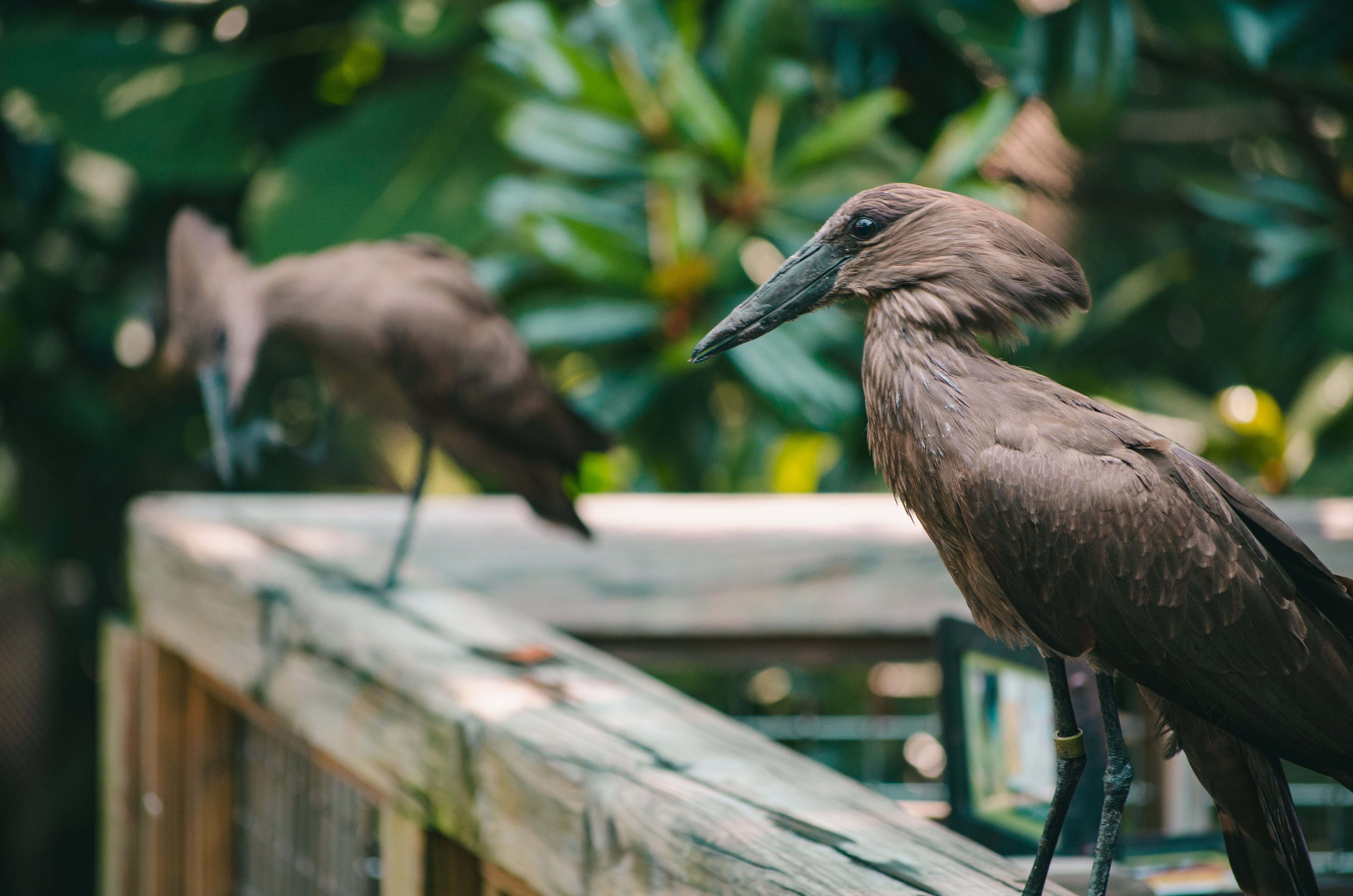 perching, selective focus, deck, birds, wild, zoology, bird house, wildlife, avian, wood, bird, railing, balcony, focus on foreground, food, 4K, fly, animal wildlife, HD Wallpaper