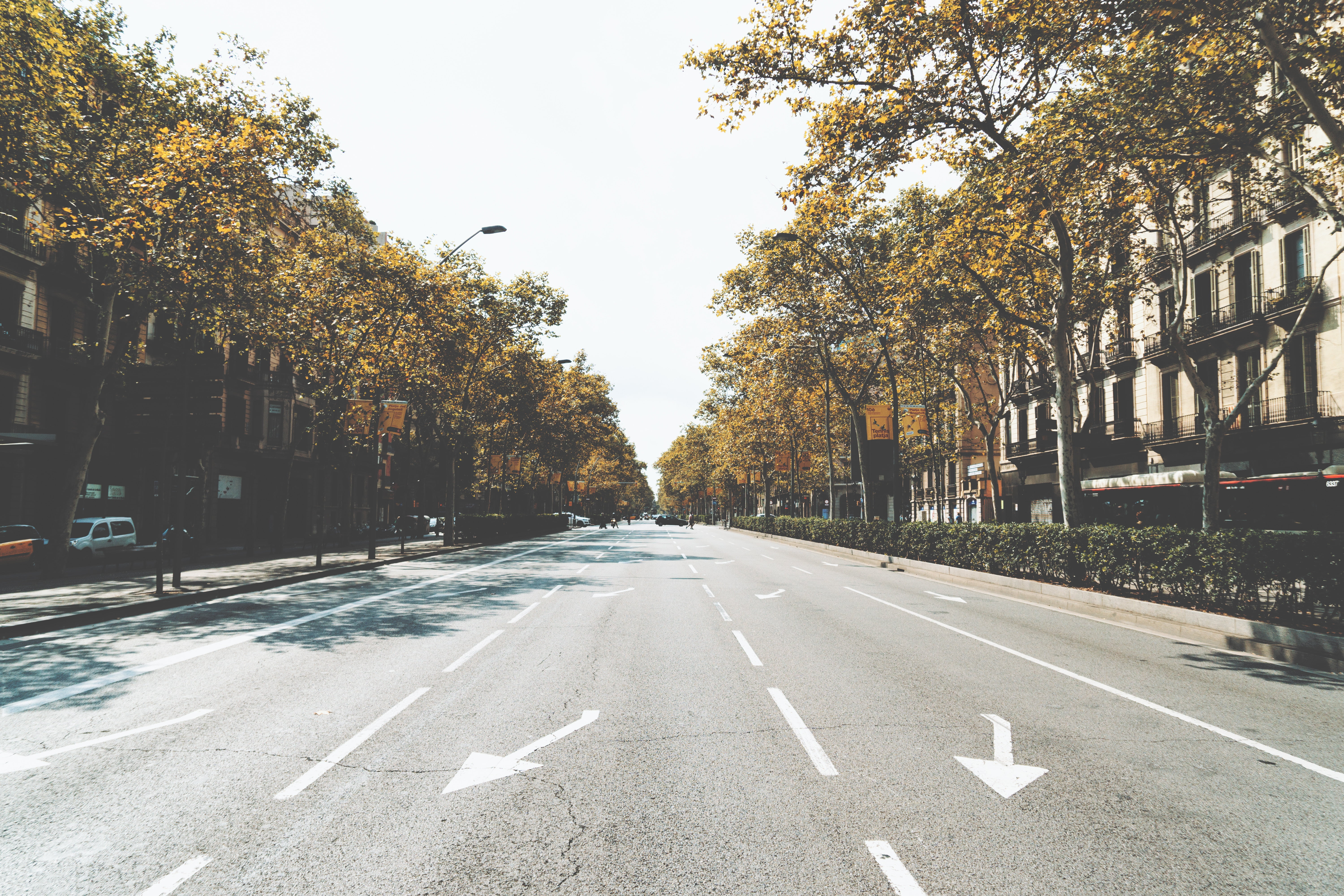 tree, dividing line, avenue, long, plant, nature, marking, symbol, street, vanishing point, sky, 5K, town, cityscape, urban Scene, no People, famous Place, HD Wallpaper
