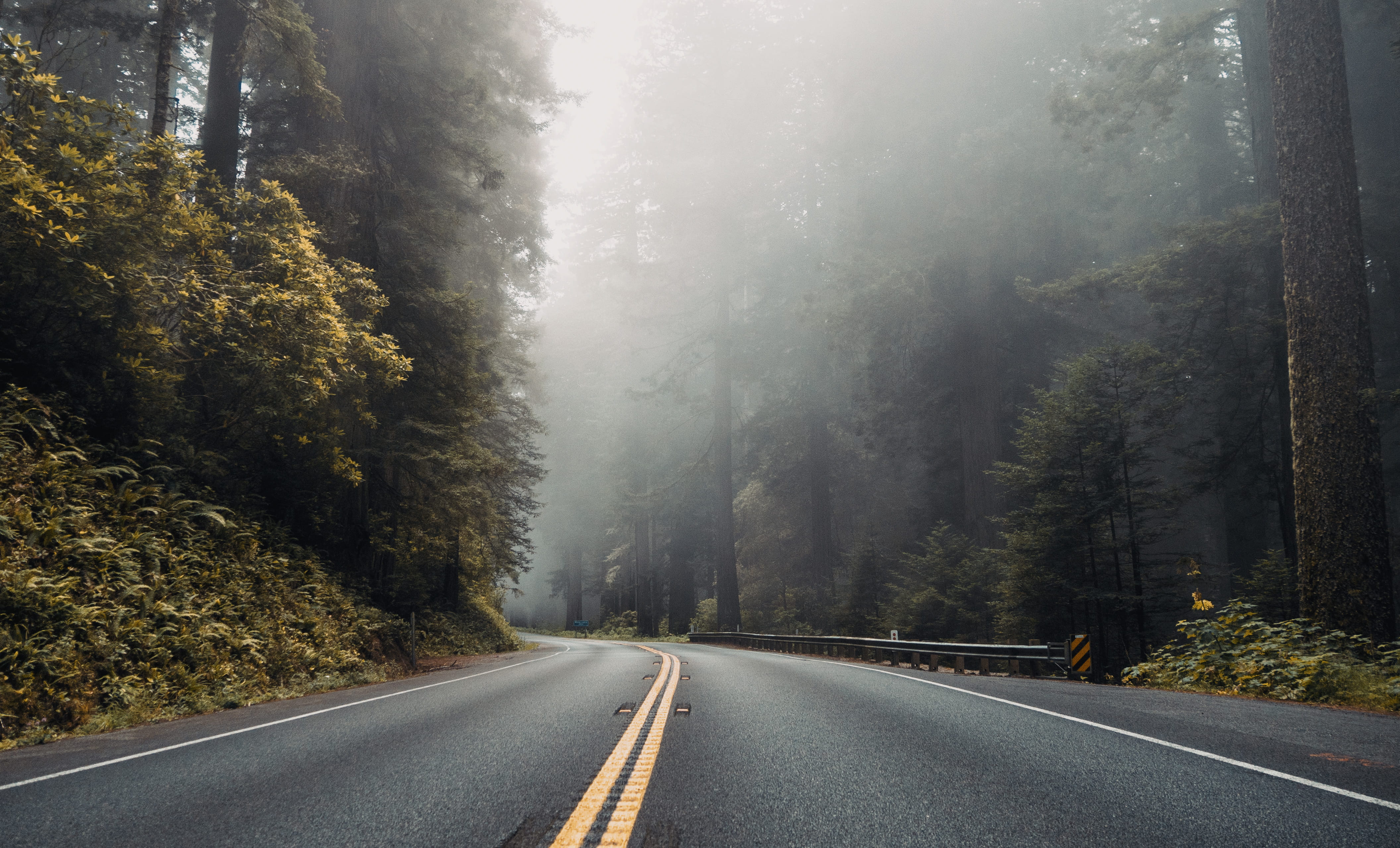 transportation, sign, leaf, dividing line, dark, road marking, road trip, tranquility, nature, 4K, country road, direction, outdoors, tree, fog, day, symbol, HD Wallpaper