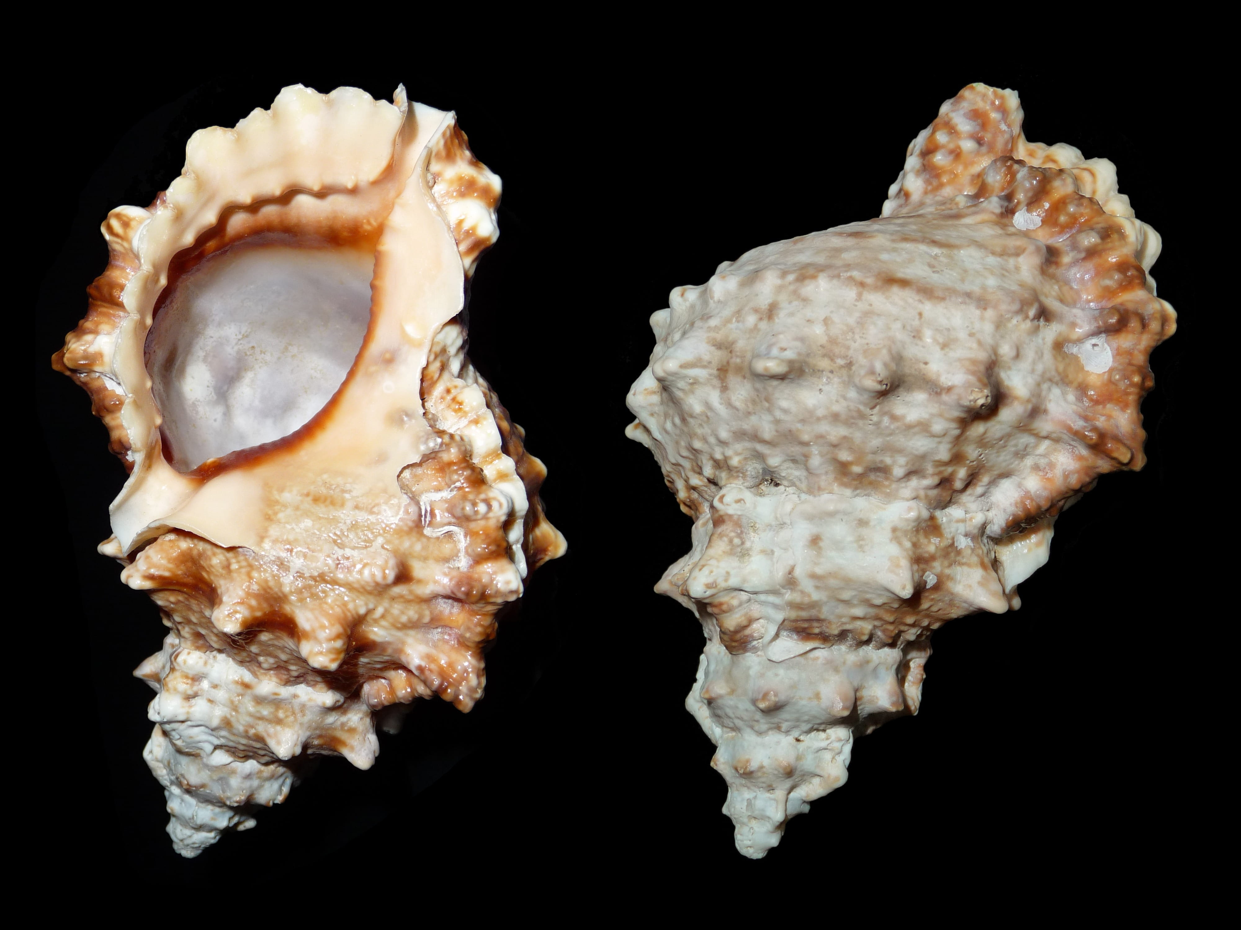 sea shells, indoors, still life, food and drink, mollusk, single Object, sea snail, geology, shells, shell, jewelry, caenogastropoda of uncertain systematic, HD Wallpaper