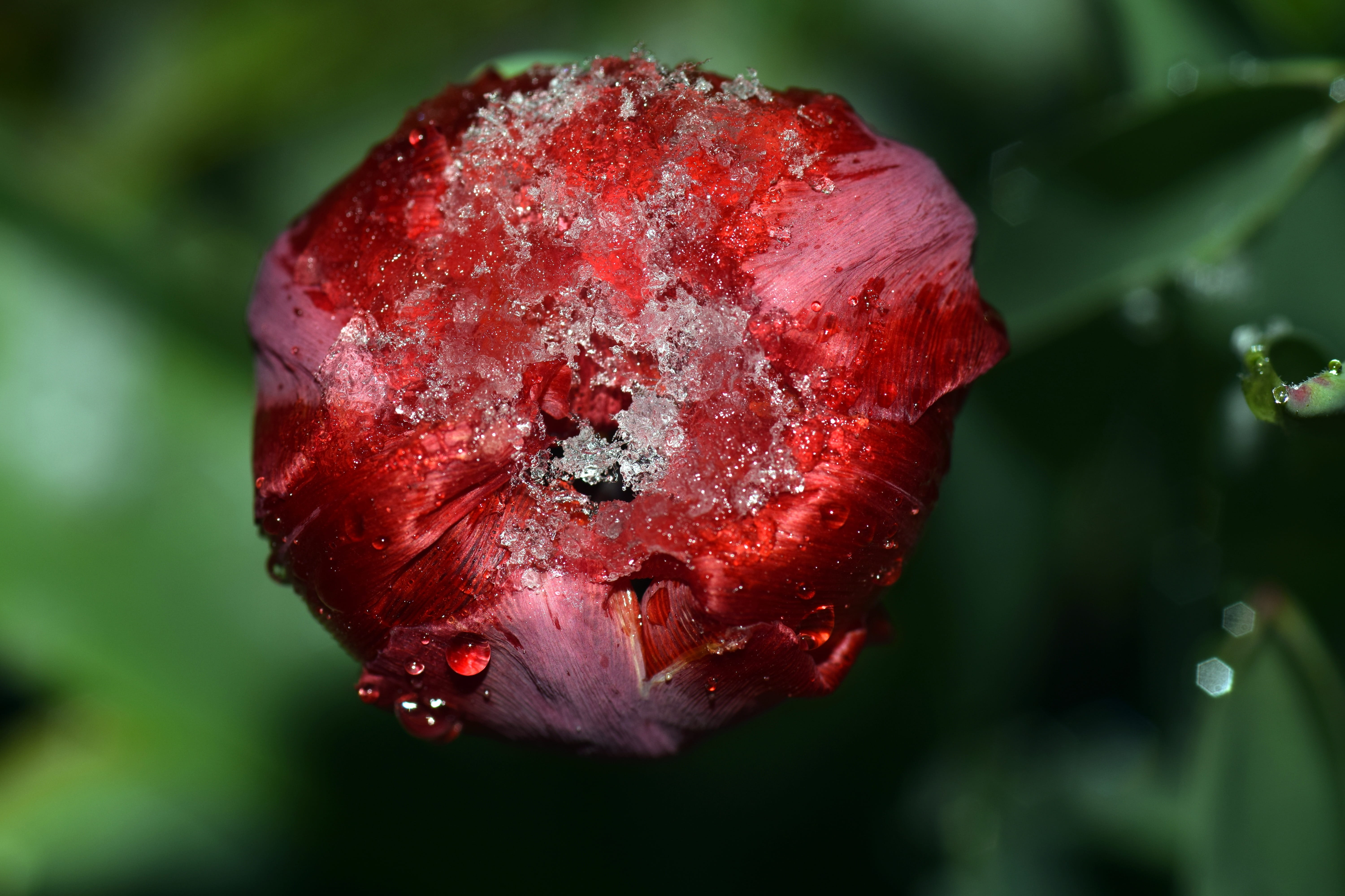 flower, focus on foreground, snow on the tulips, april weather, flowers, snow, nature, Spring, early bloomer, Tulip, fragility, freshness, ornamental flower, HD Wallpaper