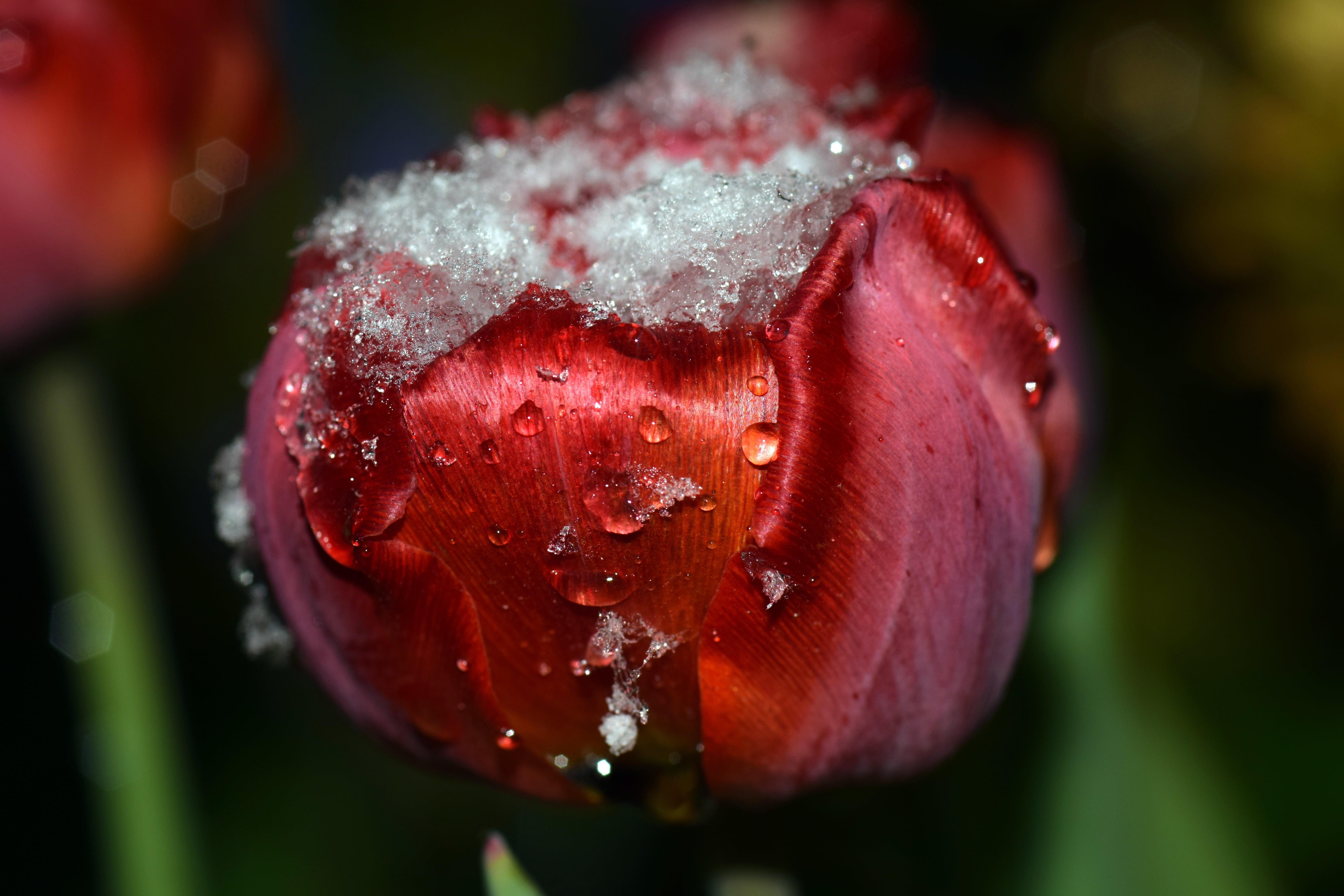 5K, april weather, dew, spring, healthy eating, inflorescence, focus on foreground, freshness, close-up, macro, day, selective focus, red tulip, food, HD Wallpaper