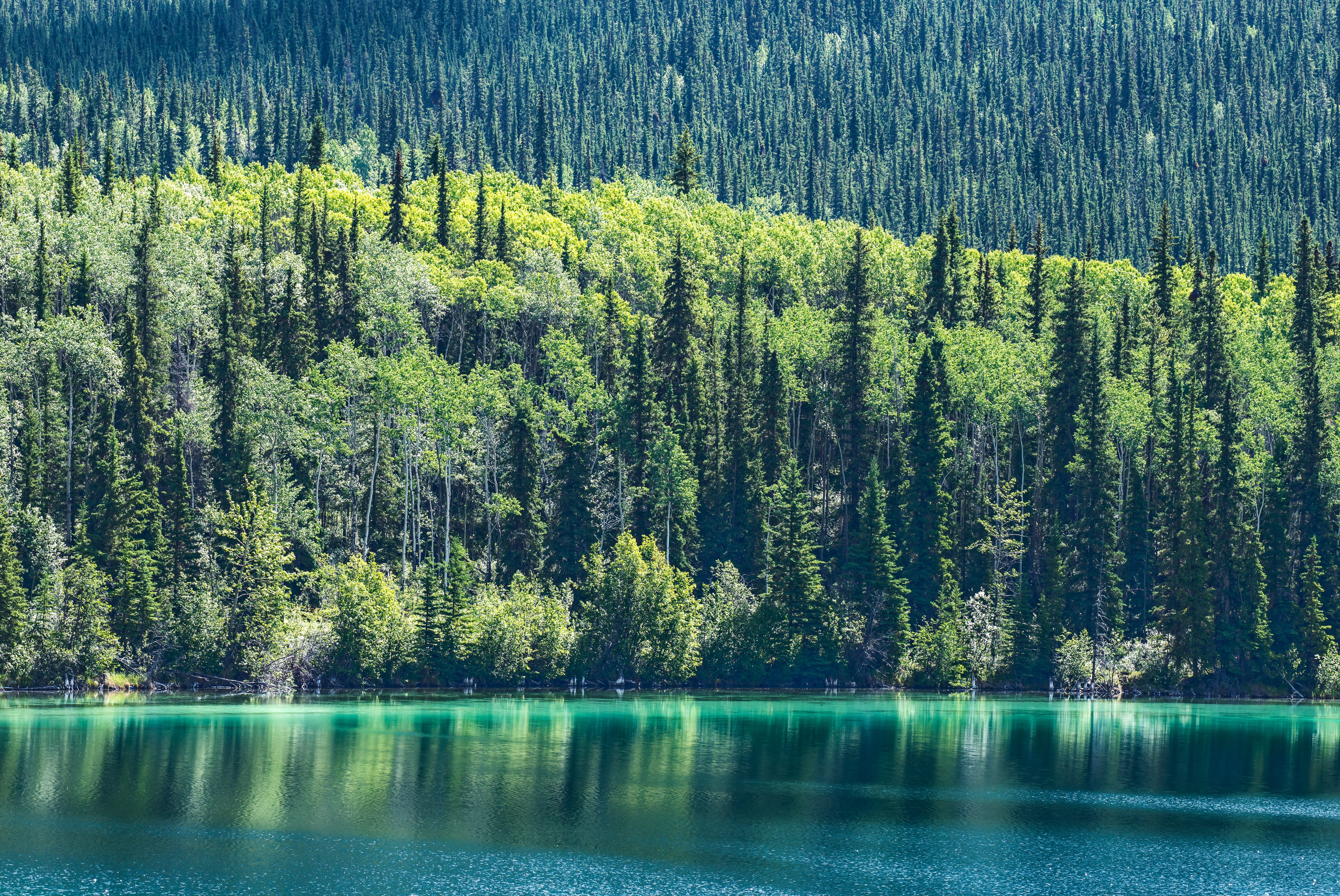 woodland, 5K, calm, nature, lake in northern british columbia (location uncertain), canada, lake side, green color, land, near, scenics - nature, tree, HD Wallpaper