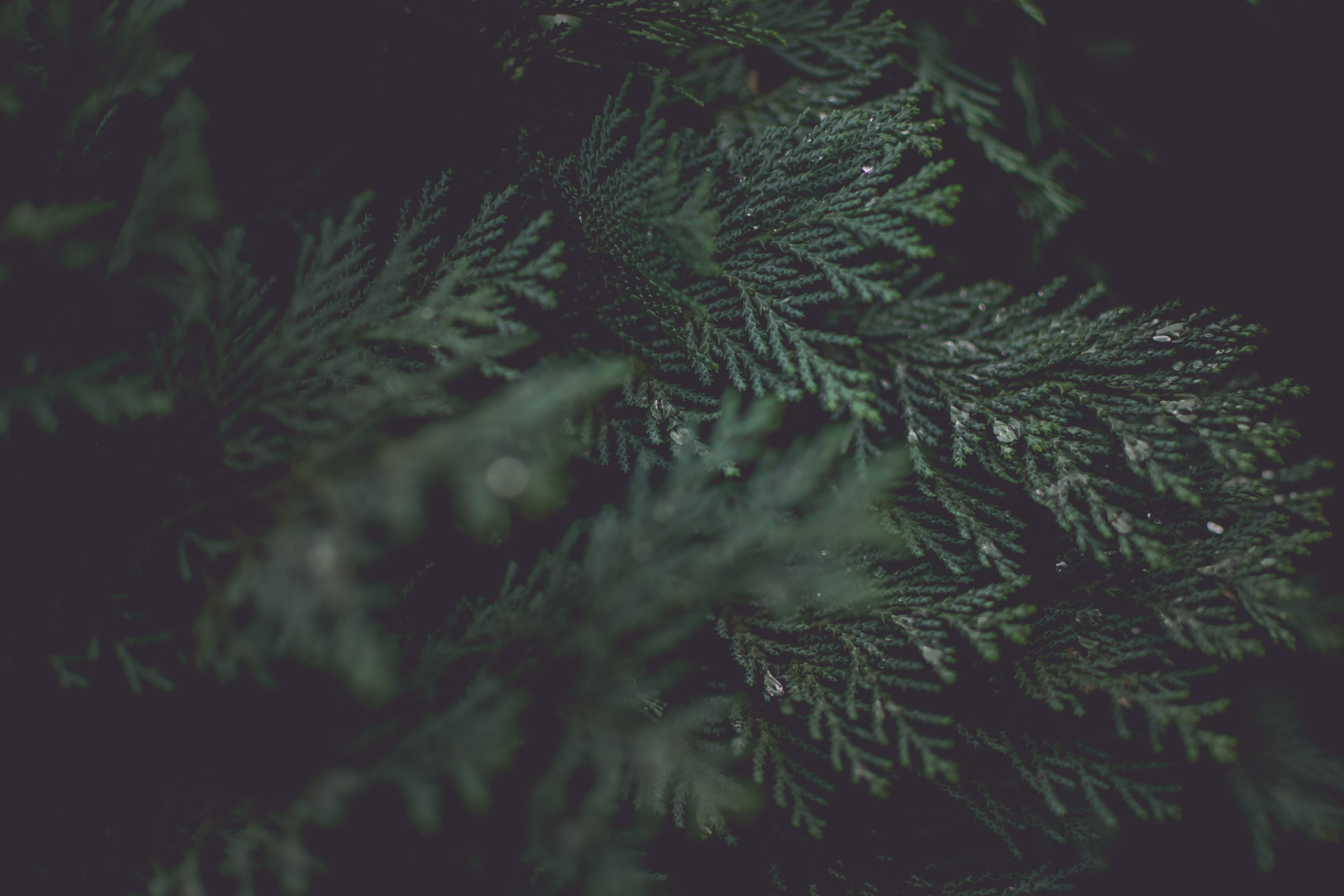 plant, needles, plant part, no people, green, day, christmass, coniferous tree, fir tree, celebration, nature, tree, christmas, needle - plant part, leaves, HD Wallpaper
