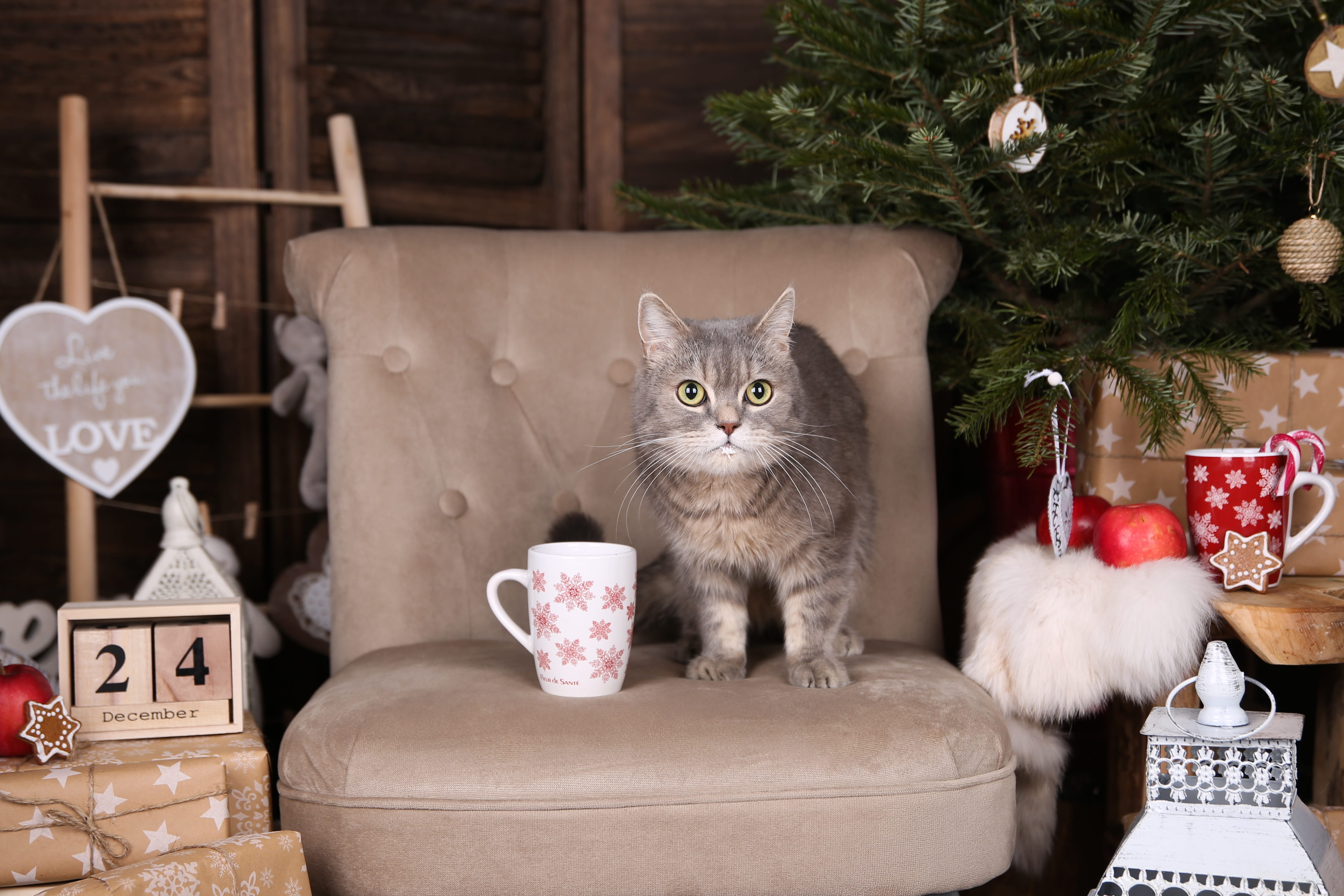 pets, animal, christmass, mammal, 4K, indoors, christmas, one animal, feline, container, vertebrate, cute, looking at camera, cat, pet, whisker, portrait, HD Wallpaper