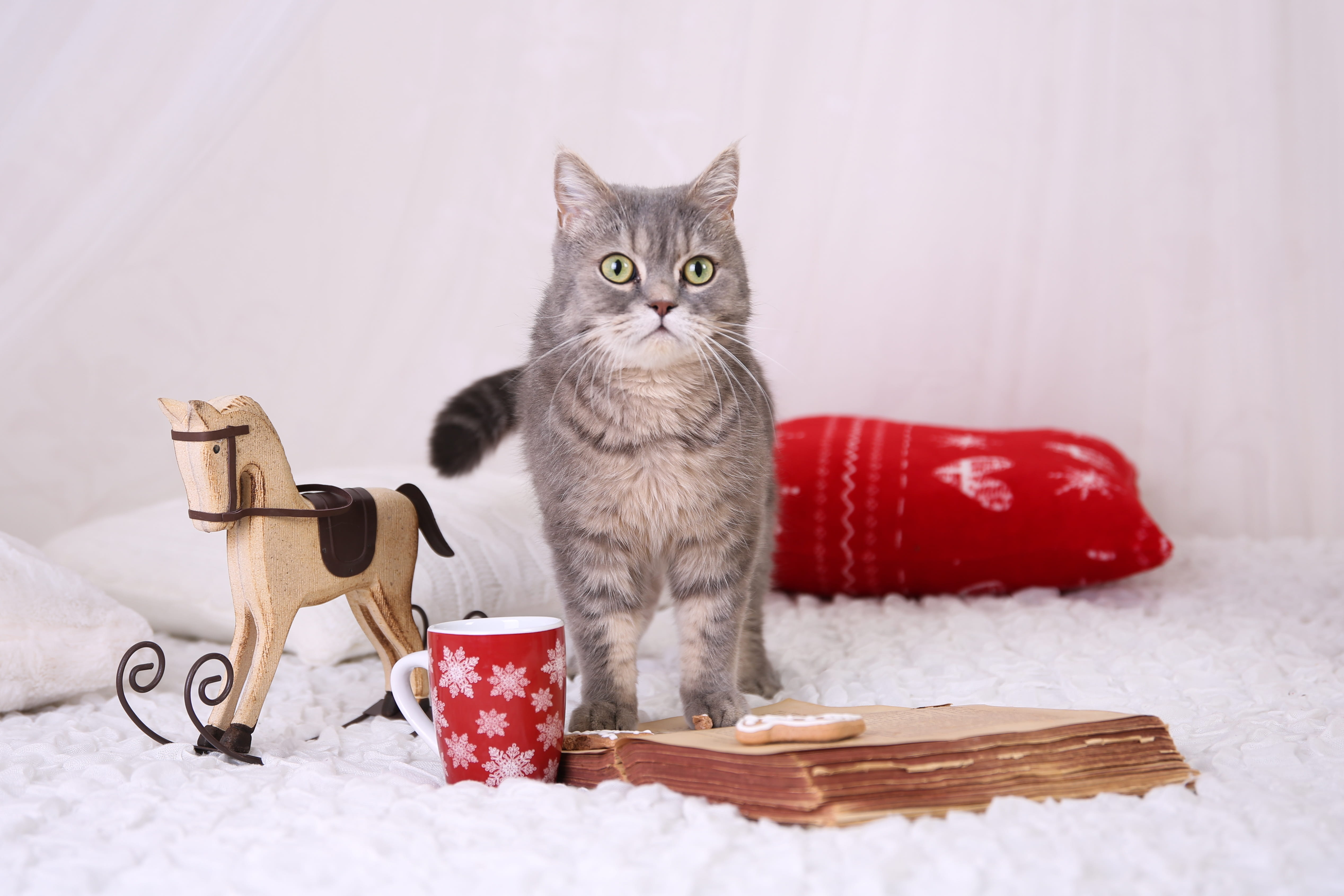 mammal, food, feline, tomcat, no people, vertebrate, christmas, domestic animals, animal, container, domestic cat, domestic, indoors, 4K, nice, pets, animal themes, HD Wallpaper