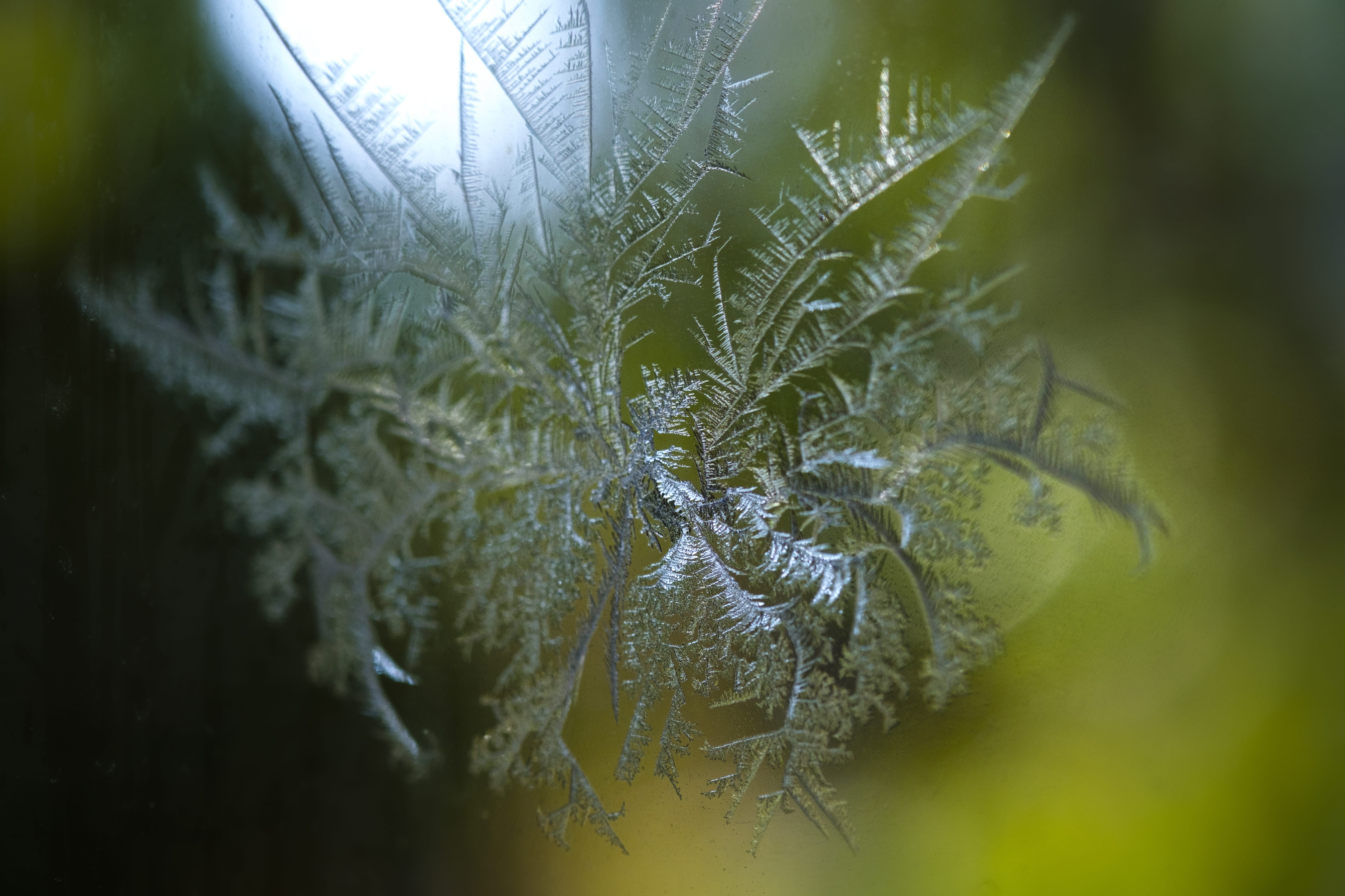 snow, 5K, sharp, focus, united states, green, wet, quiet, fragility, glass, frost, flake, bloomfield, growth, ice, green color, texture, nature, selective focus, HD Wallpaper
