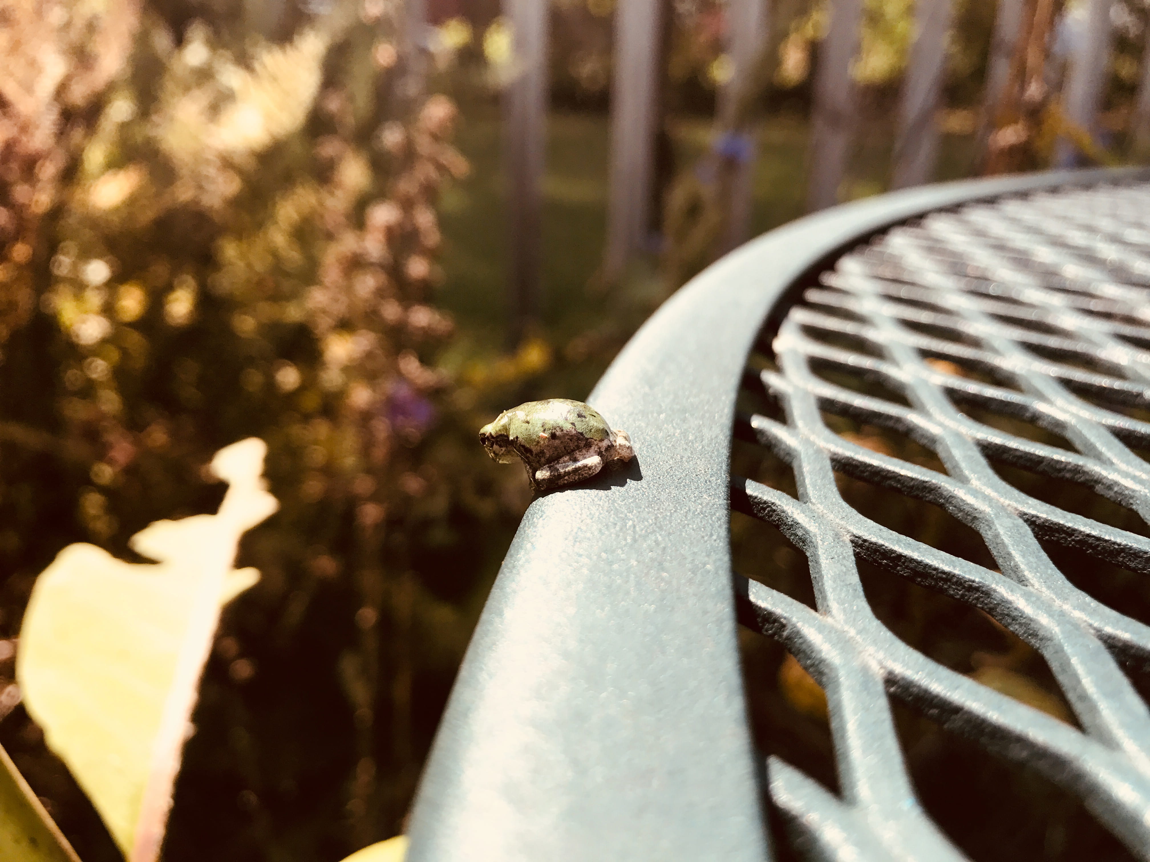 close-up, on the edge, 4K, uncertain, bird, seat, plant, barrier, united states, animal, nature, at the edge, leap of faith, small frog, frog, tree, tiny frog, HD Wallpaper
