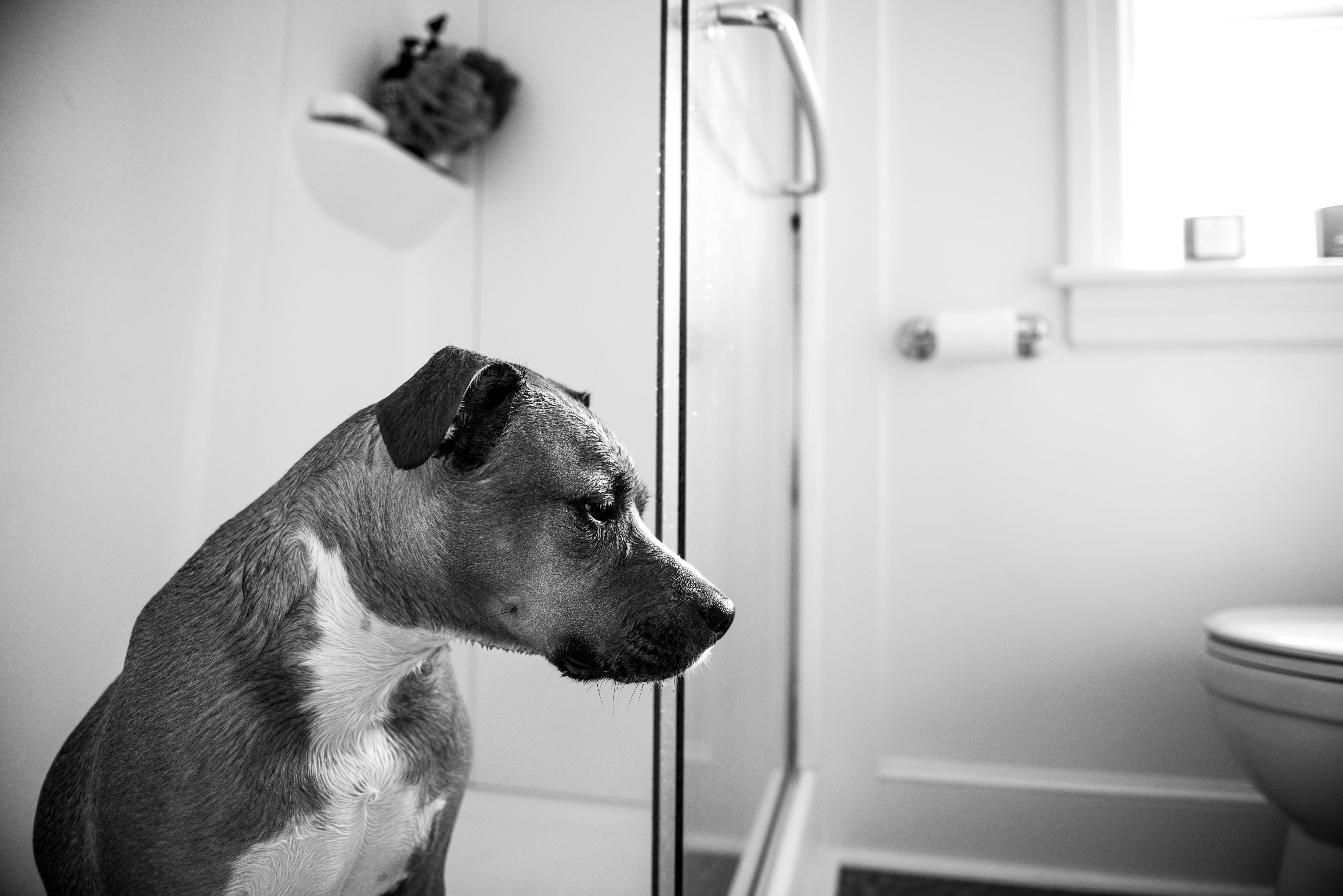 domestic room, american, adorable, bowl, looking, home, room, pets, home interior, terrier, indoors, pitbull, cute, side view, canine, focus on foreground, HD Wallpaper