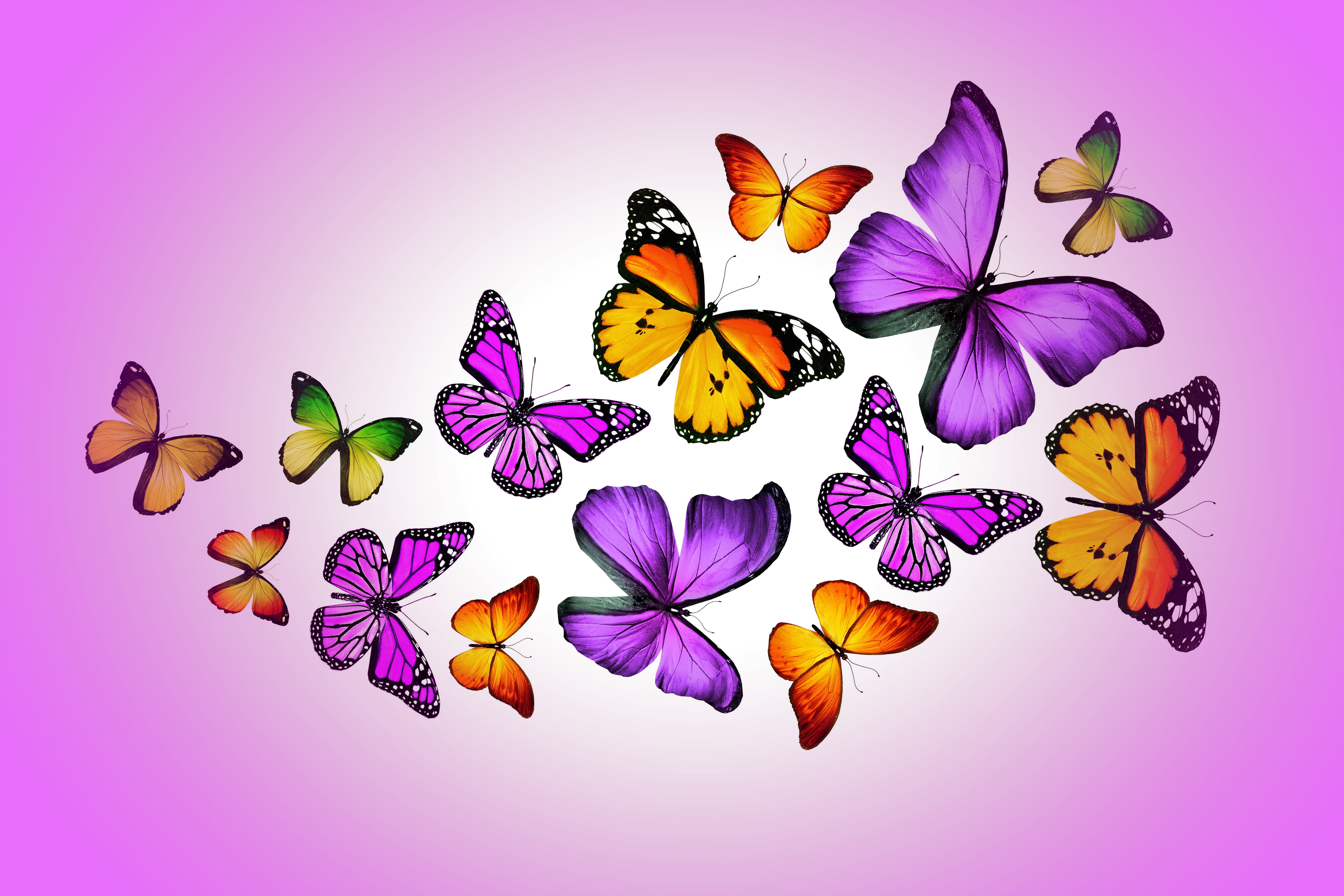 colors, variation, nature, animal, design, butterfly - Insect, insect, design by Marika, abstract, animal Wing, illustration, backgrounds, flower head, HD Wallpaper