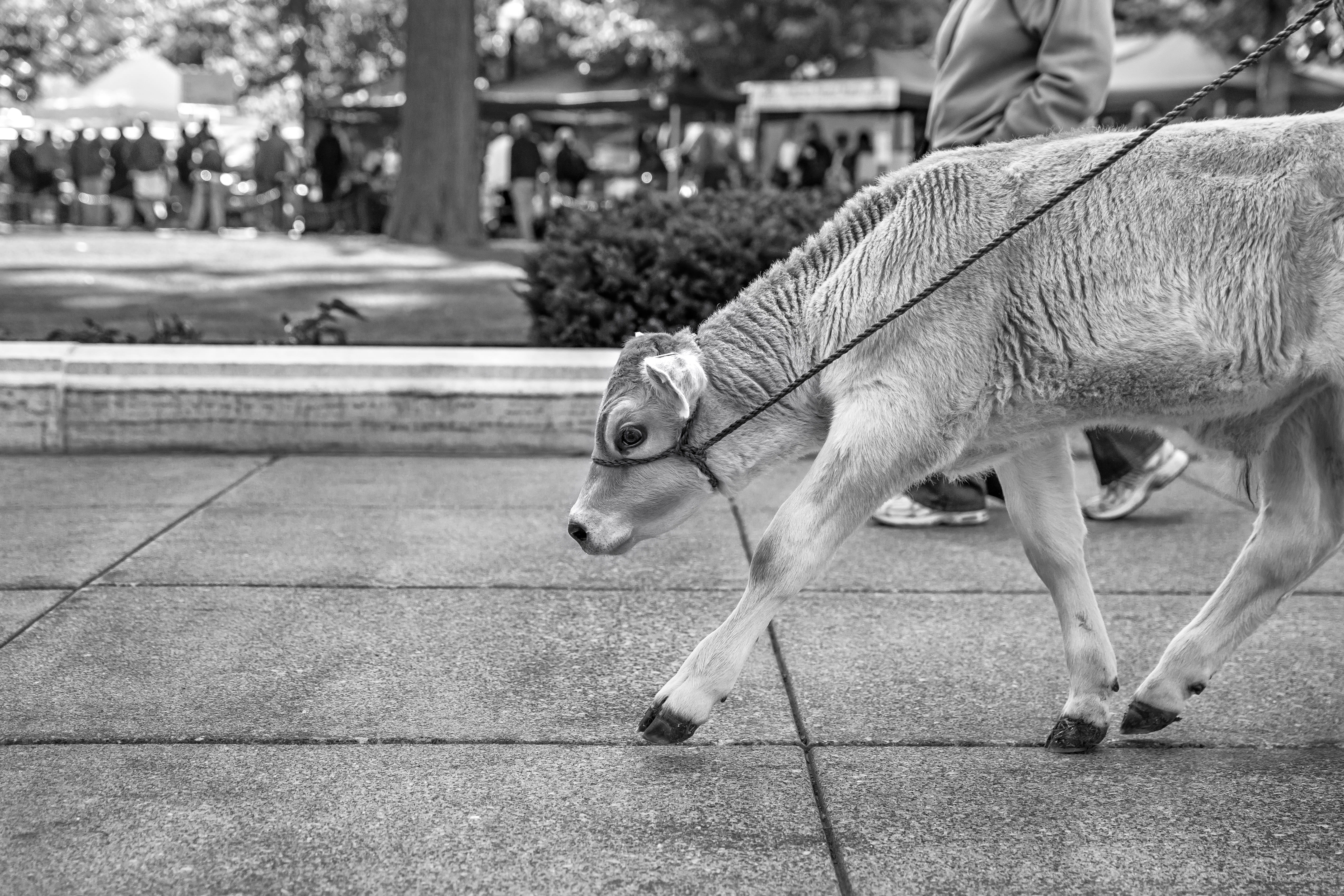 day, domestic animals, animal themes, domestic, black And White, animals, canine, focus on foreground, herbivorous, lazy, cow, gray, urban, wearing, vertebrate, HD Wallpaper