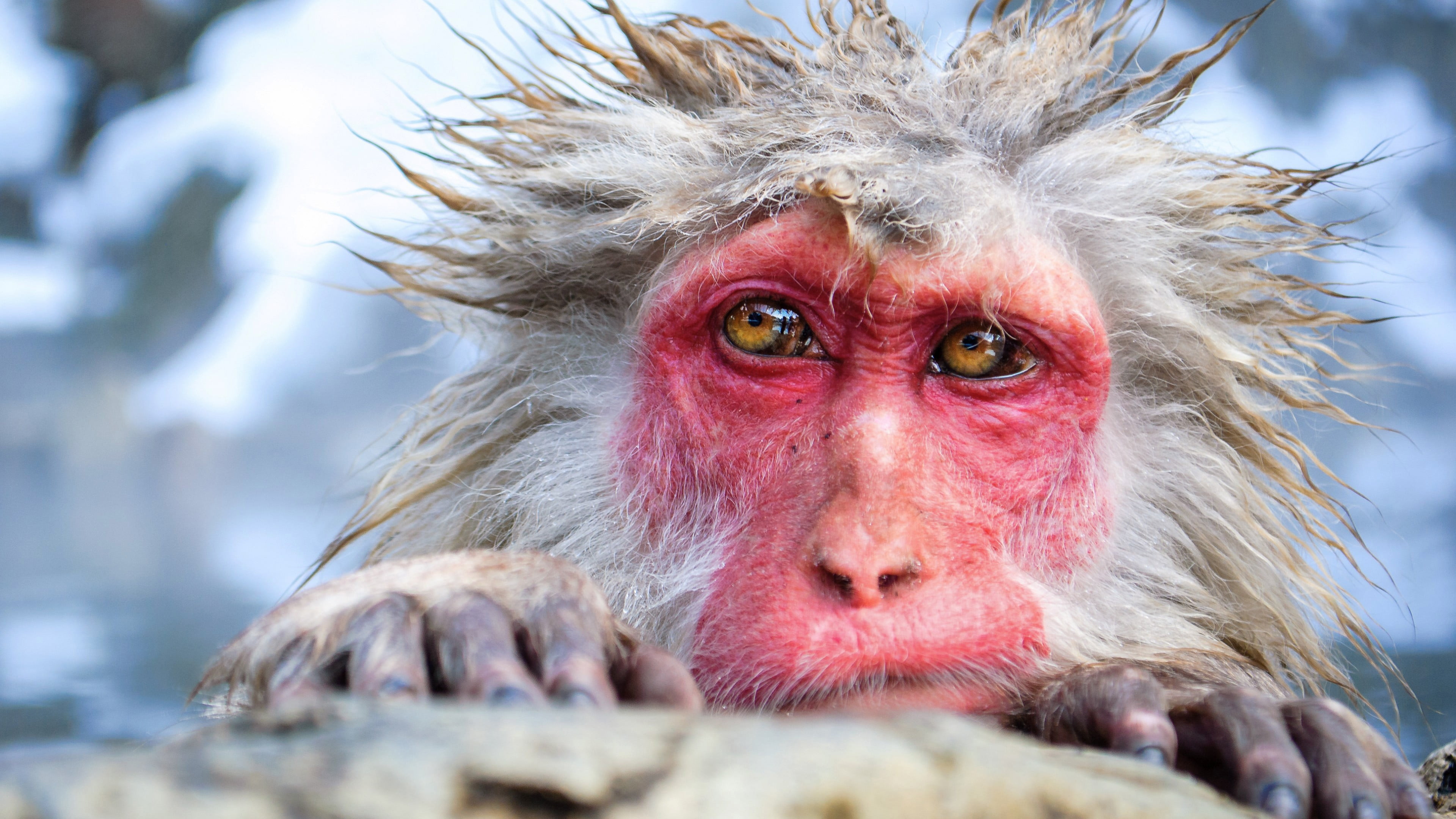hot spring, mammal, selective focus, 4K, day, animal wildlife, outdoors, no people, animals, close-up, monkey, animal hair, one animal, portrait, pink, HD Wallpaper