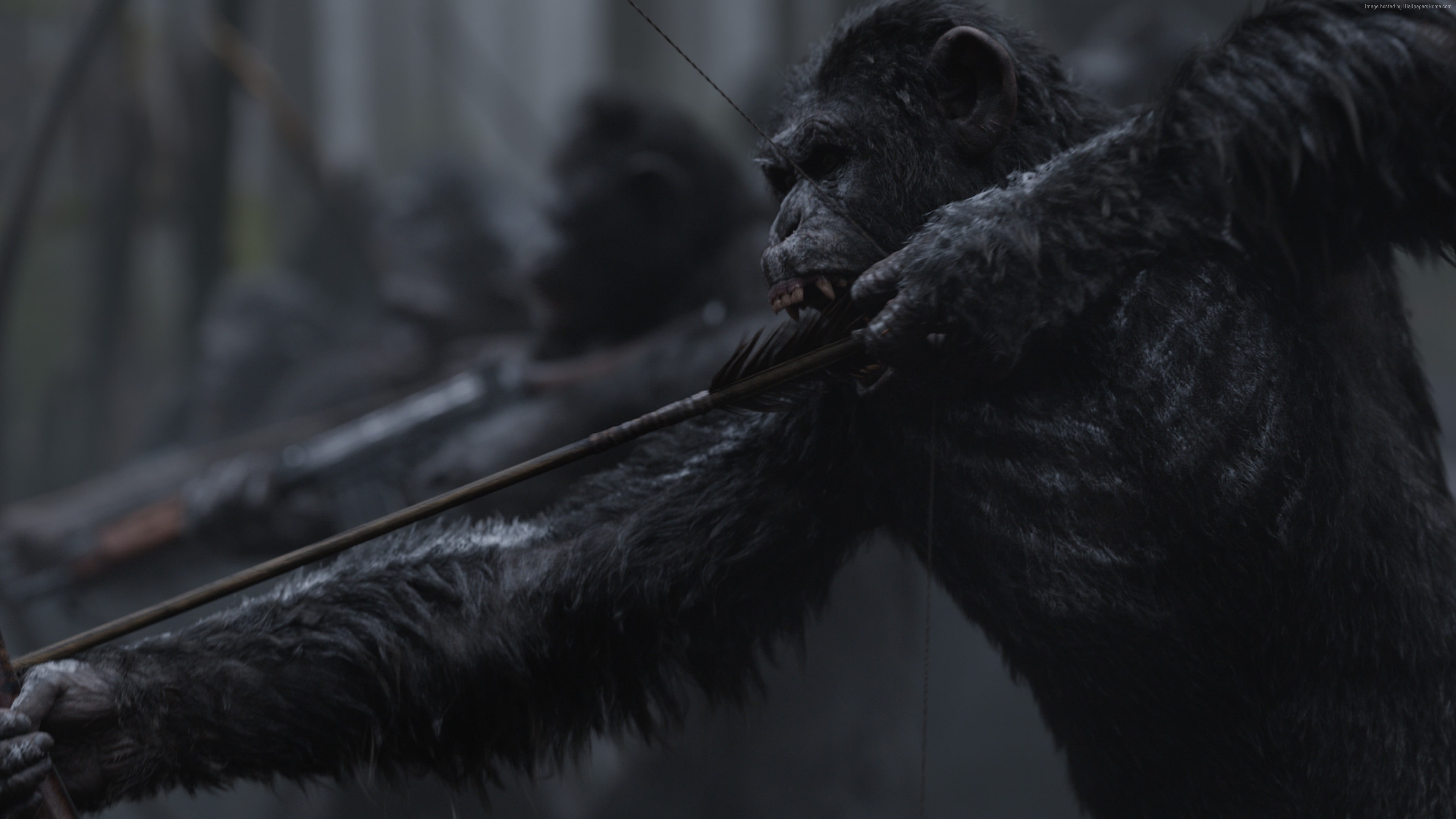 4k, 4K, War for the Planet of the Apes, HD Wallpaper