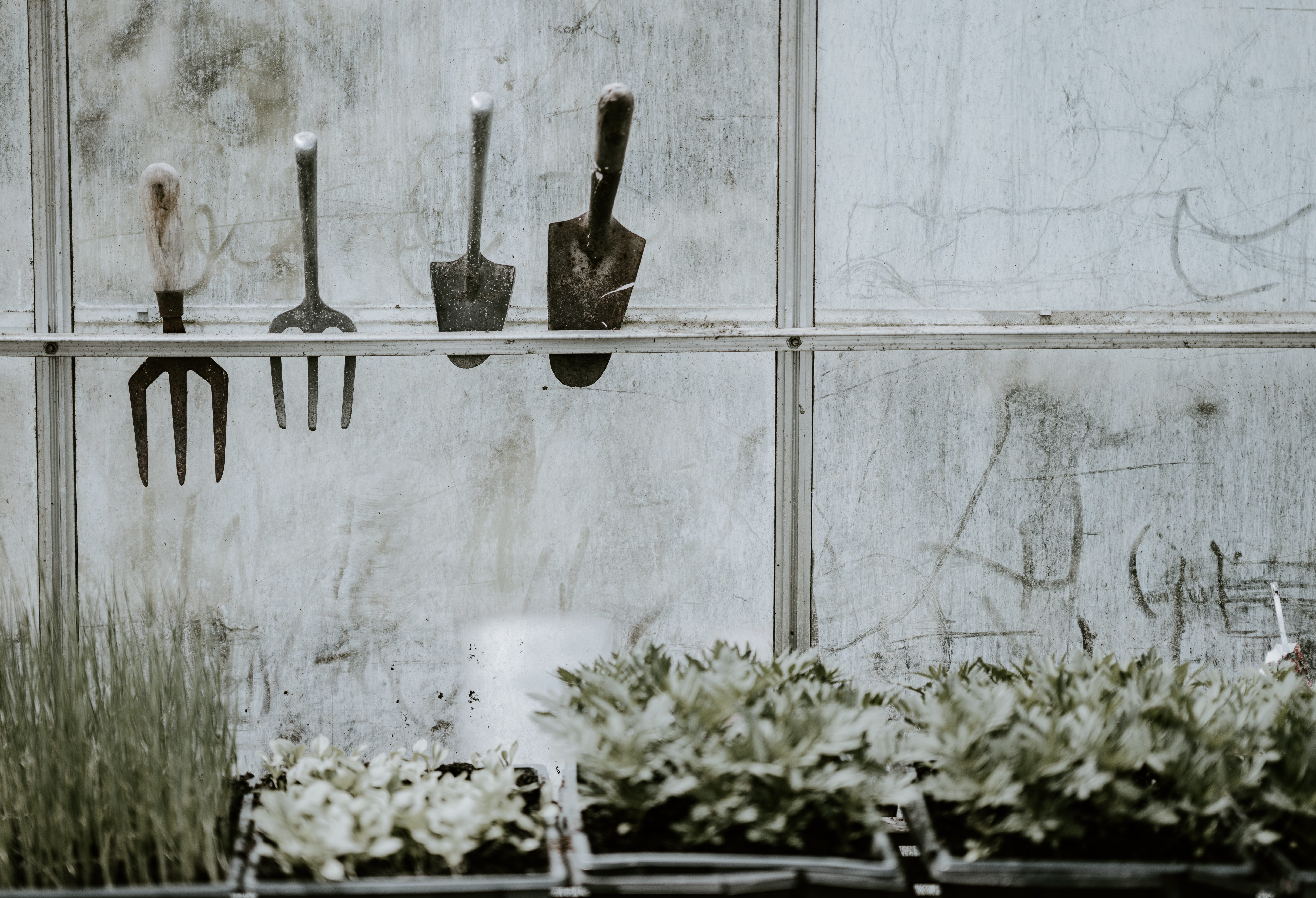 bottle, outdoors, plant, built structure, tools, potted plant, garden tools, window, glass, nature, growth, 5K, four, flowering plant, food and drink, HD Wallpaper