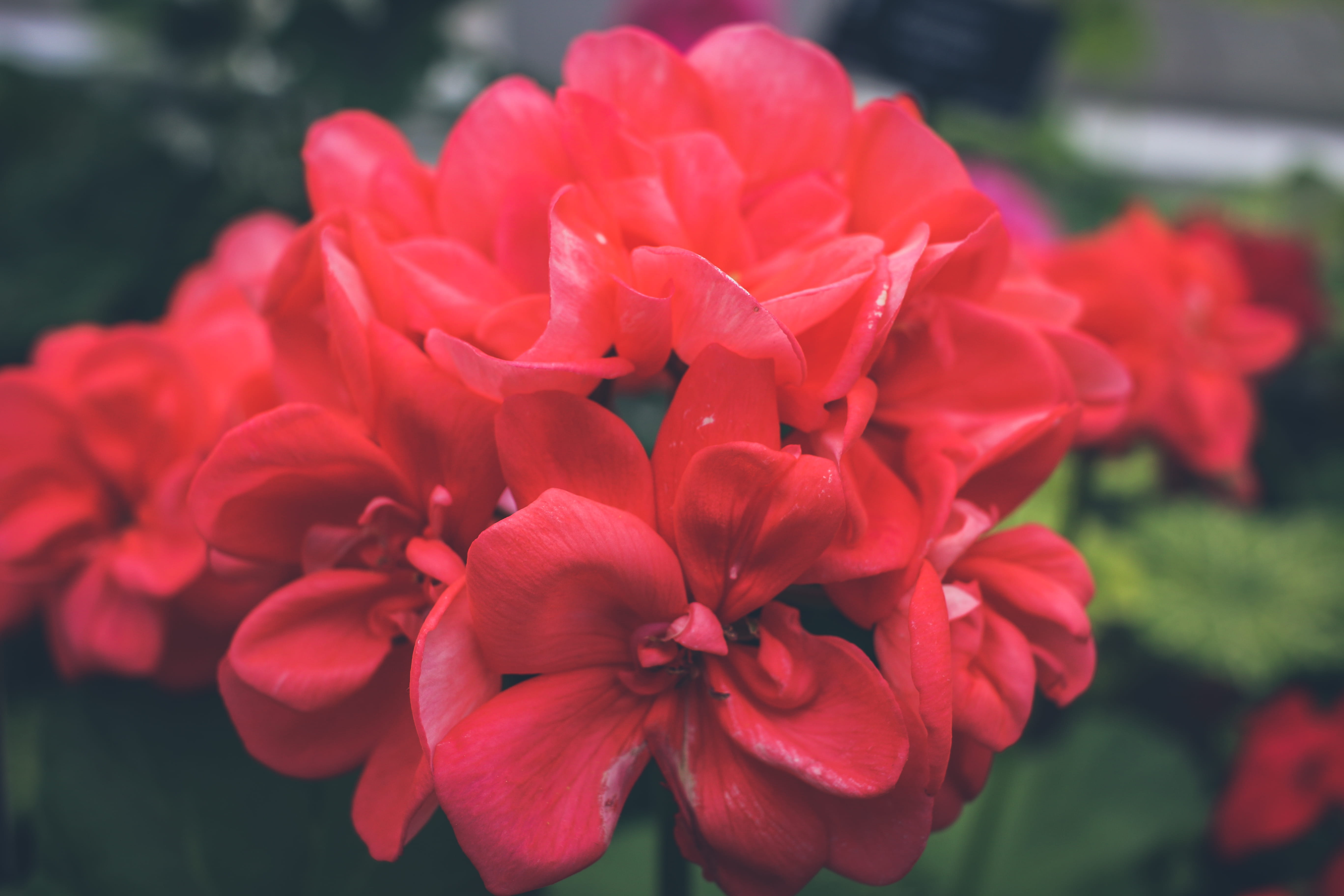 red flower, selective focus, day, petal, red petals, faded flower, flower, pink flower, flower head, beauty in nature, flowers, bright flower, flowering plant, HD Wallpaper