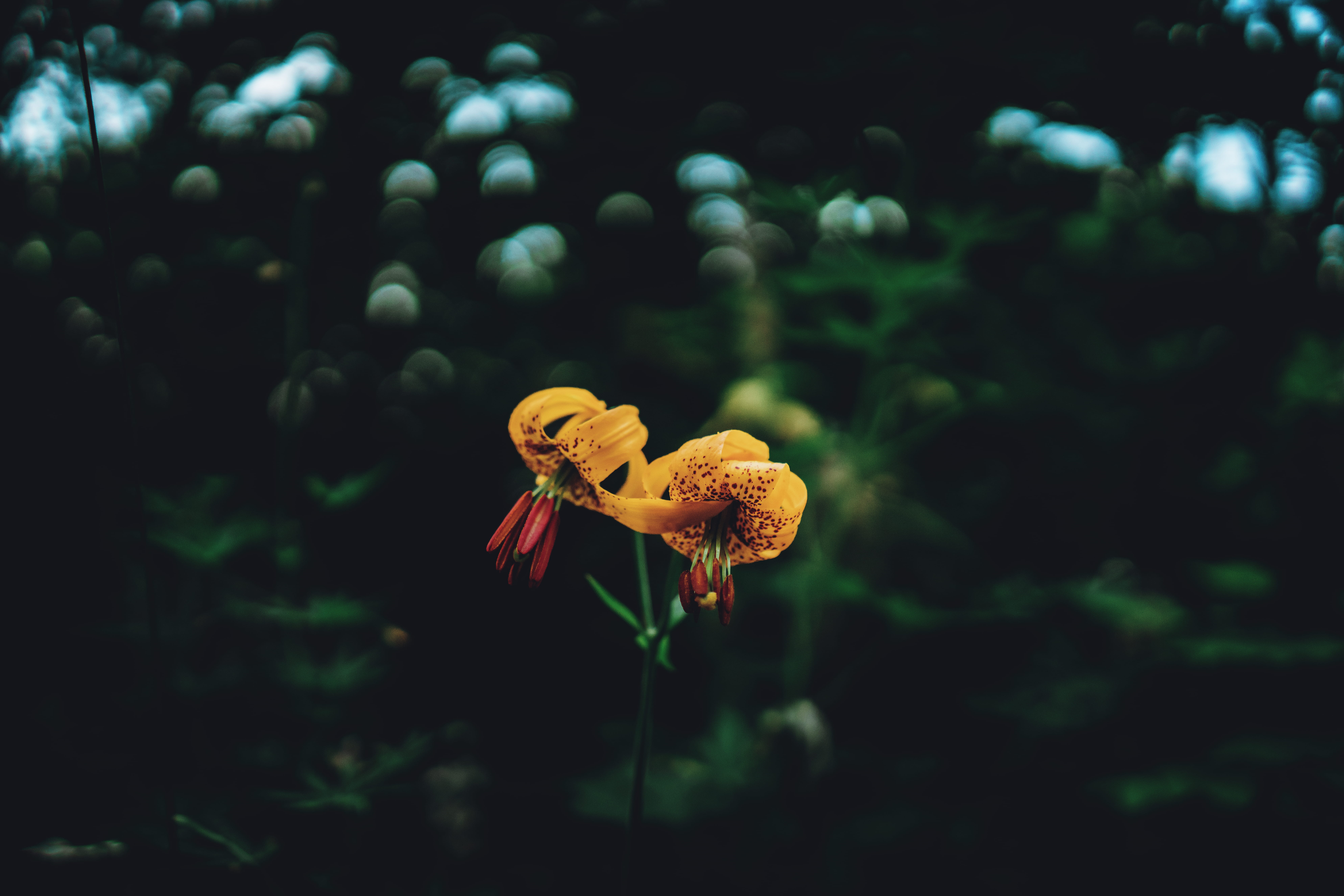 oregon, flower, flower head, growth, land, flowering plant, wildflowers, plant stem, beautiful, forest, vulnerability, orange, selective focus, day, plant, HD Wallpaper