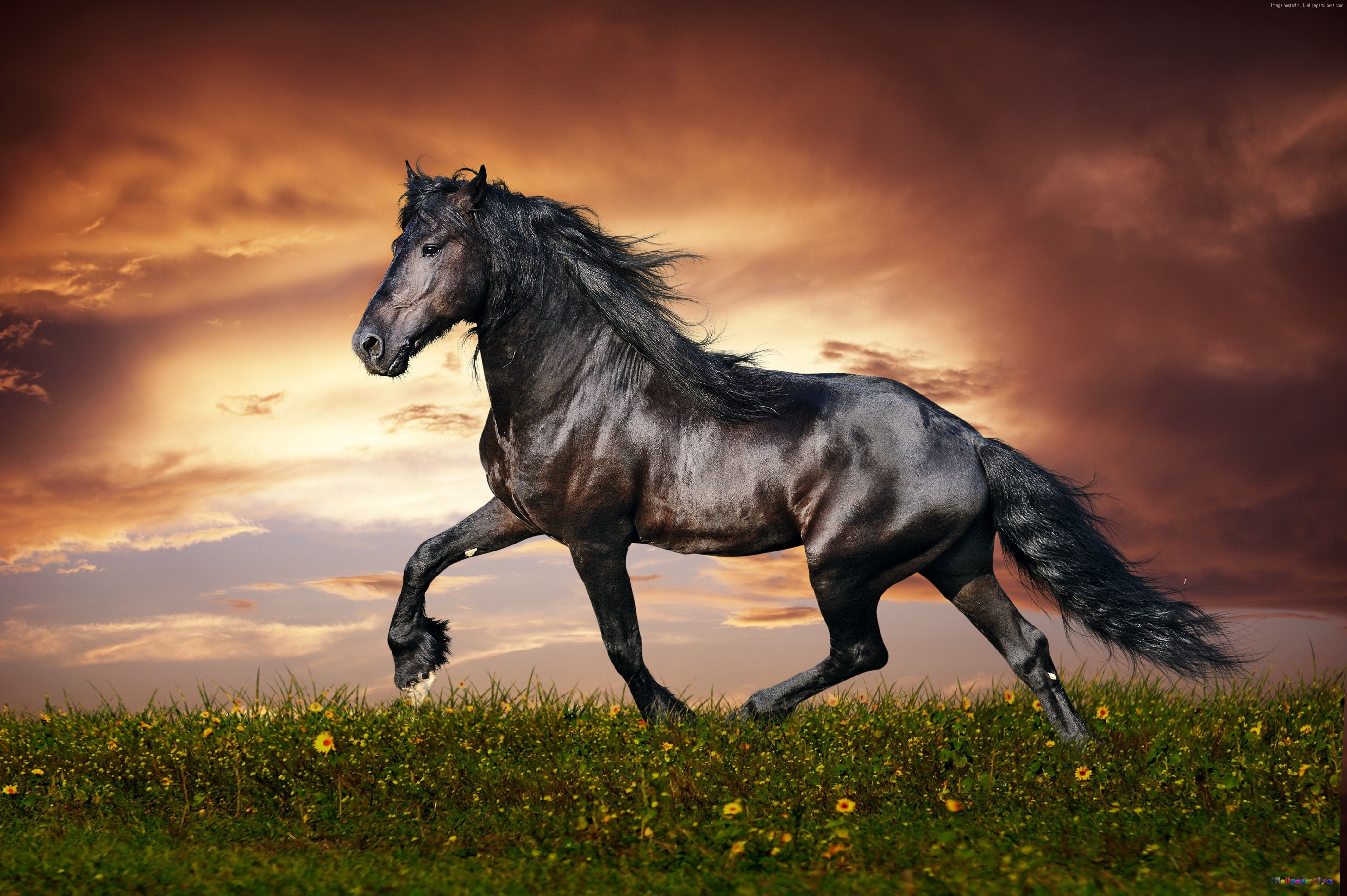 horse, sunset, black, 4K, clouds, galloping, 4k, mane, hooves, 5k, sky, green grass, HD Wallpaper
