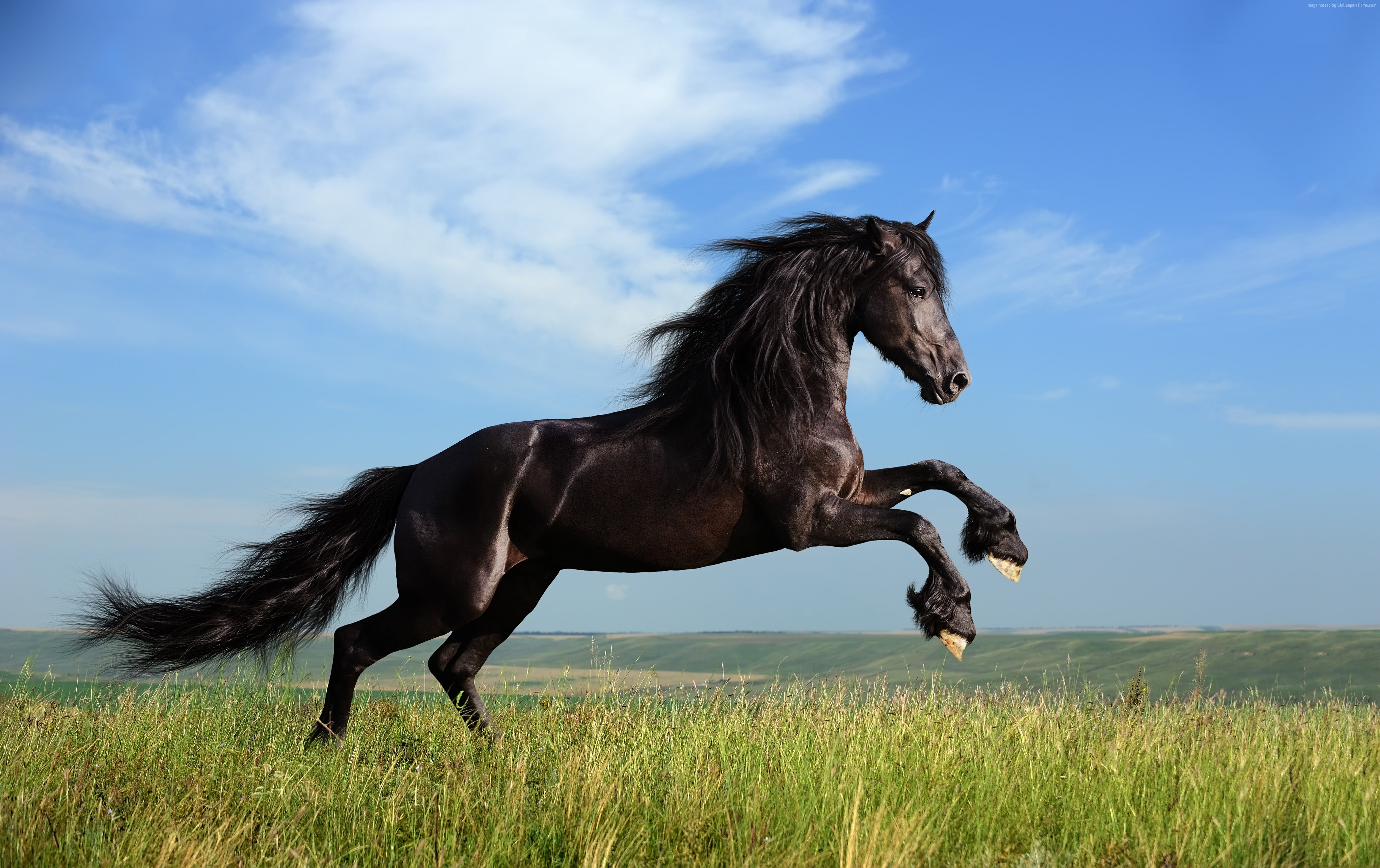 Horse, gallop, meadow, 4K, sky, HD Wallpaper