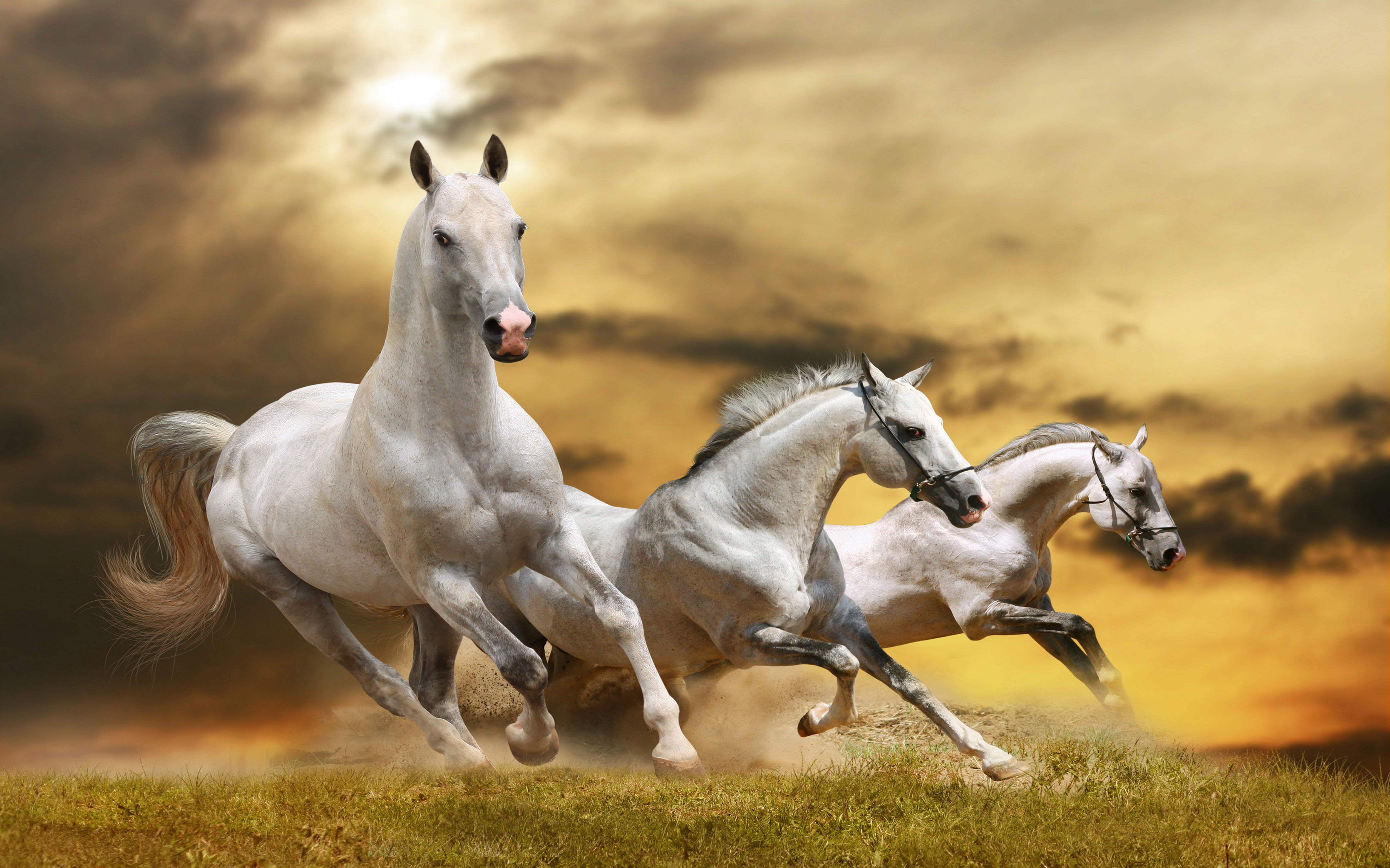 animal, two animals, galloping, focus on foreground, outdoors, 4K, hd, group of animals, domestic animals, no people, domestic, nature, white, horse, dust, HD Wallpaper