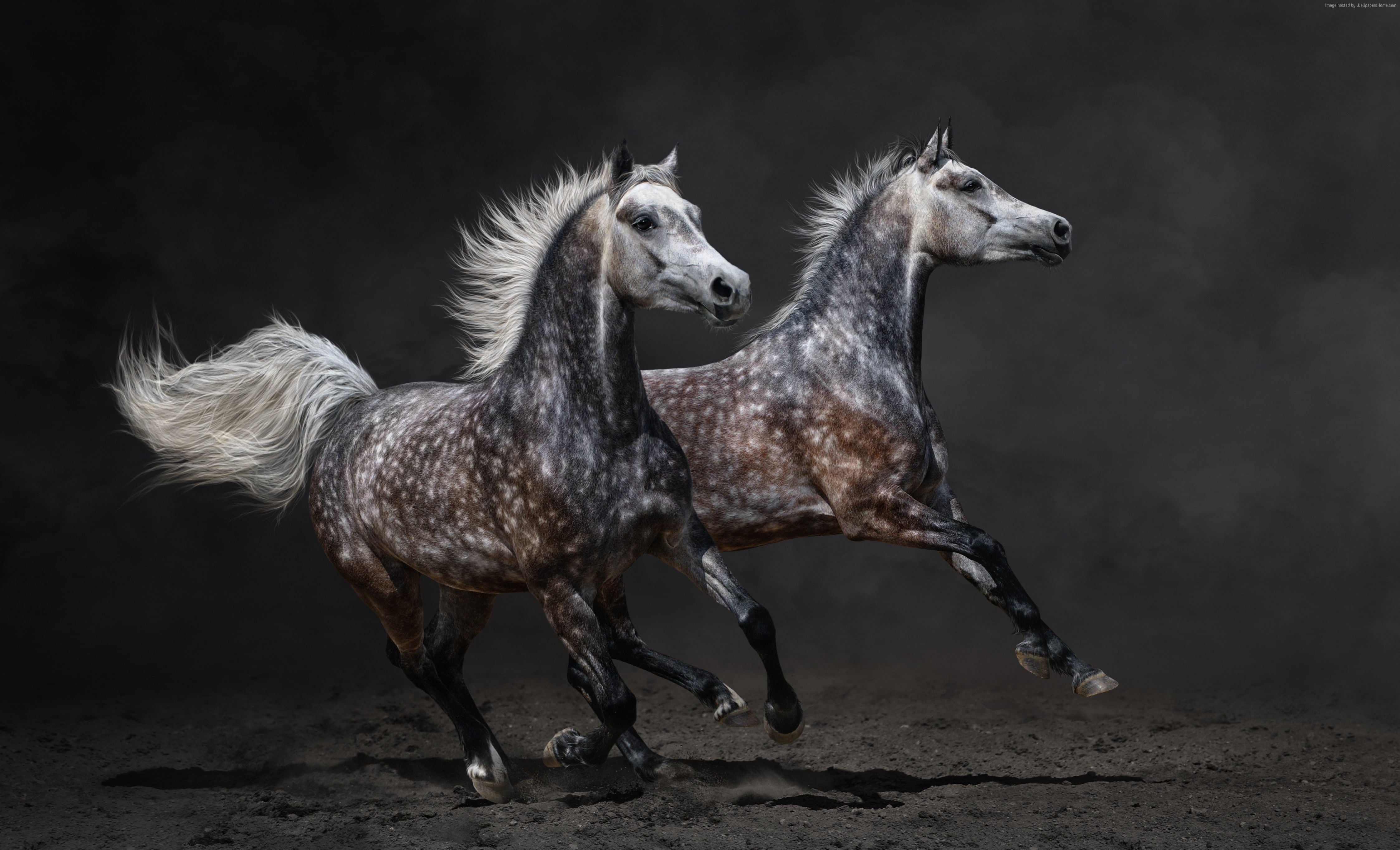 gallop, brown, 4K, Horses, HD Wallpaper