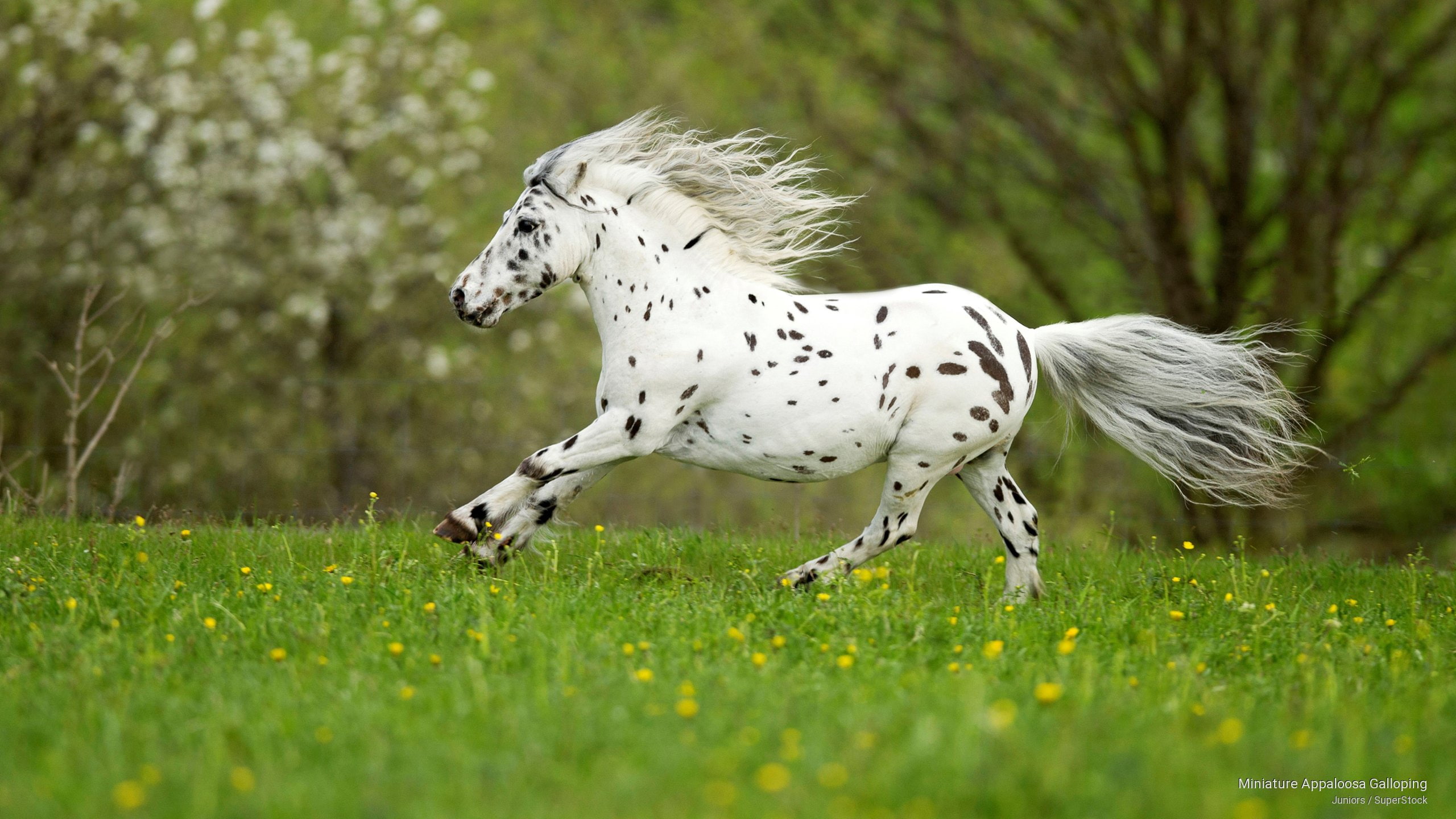 2K, Animals, appaloosa, galloping, miniature, HD Wallpaper