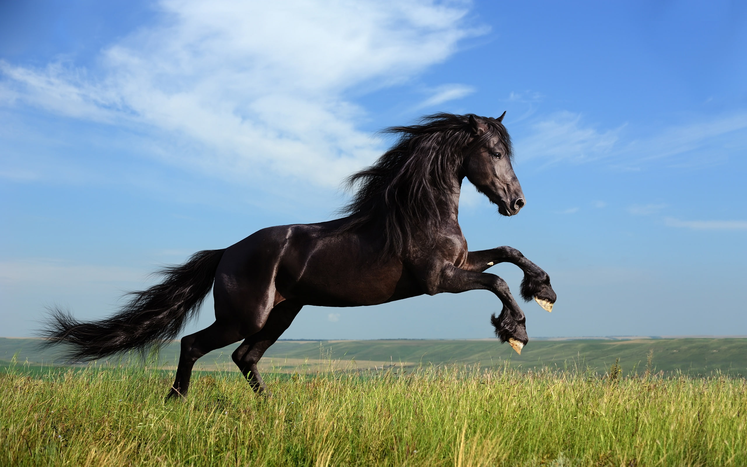 freedom, Horse, dom, 2K, Black, Galloping, HD Wallpaper
