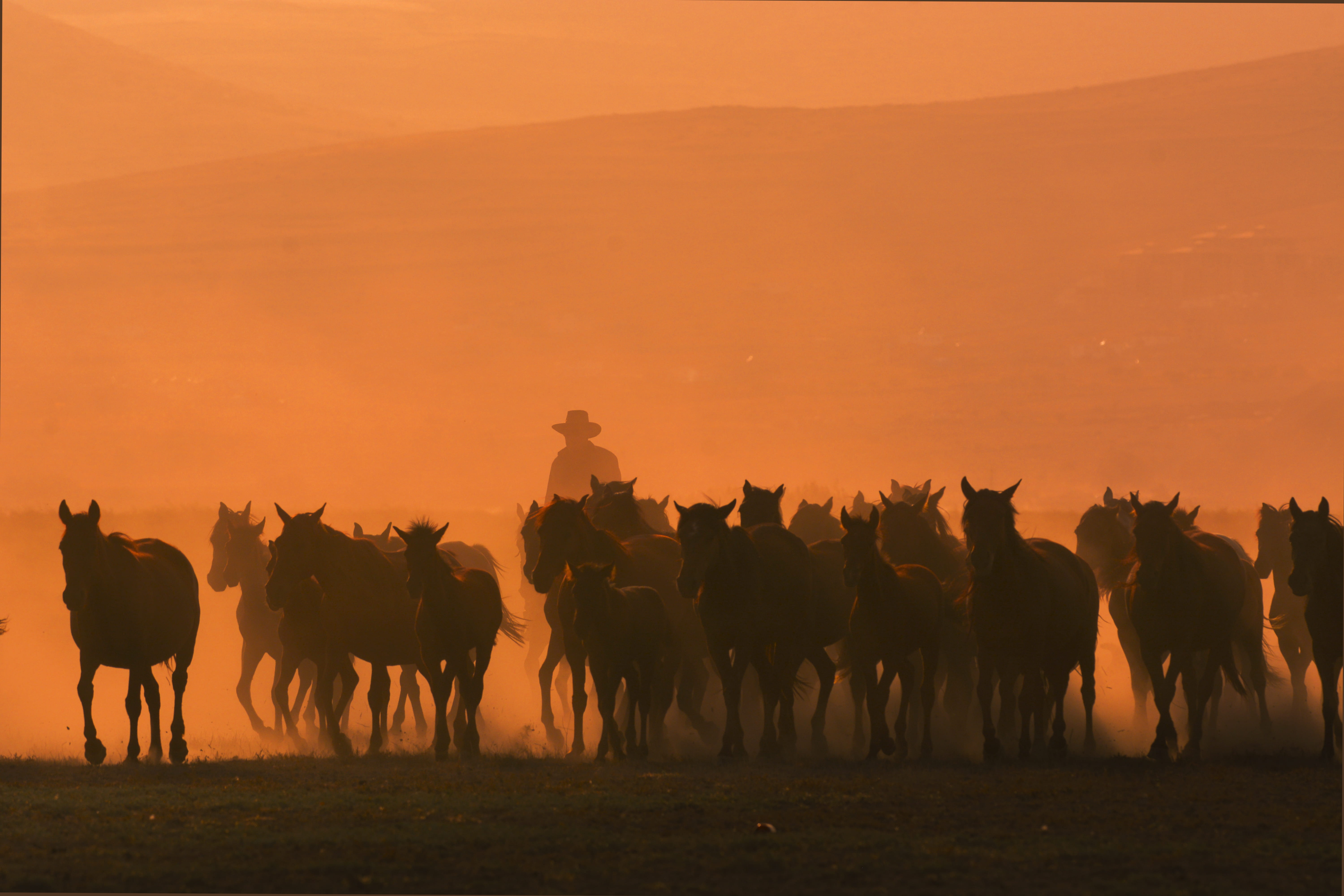 sky, nature, mammal, photo, vertebrate, group of animals, landscape, animal, field, sunrise, 5K, horse, working animal, orange color, galloping, animal wildlife, HD Wallpaper