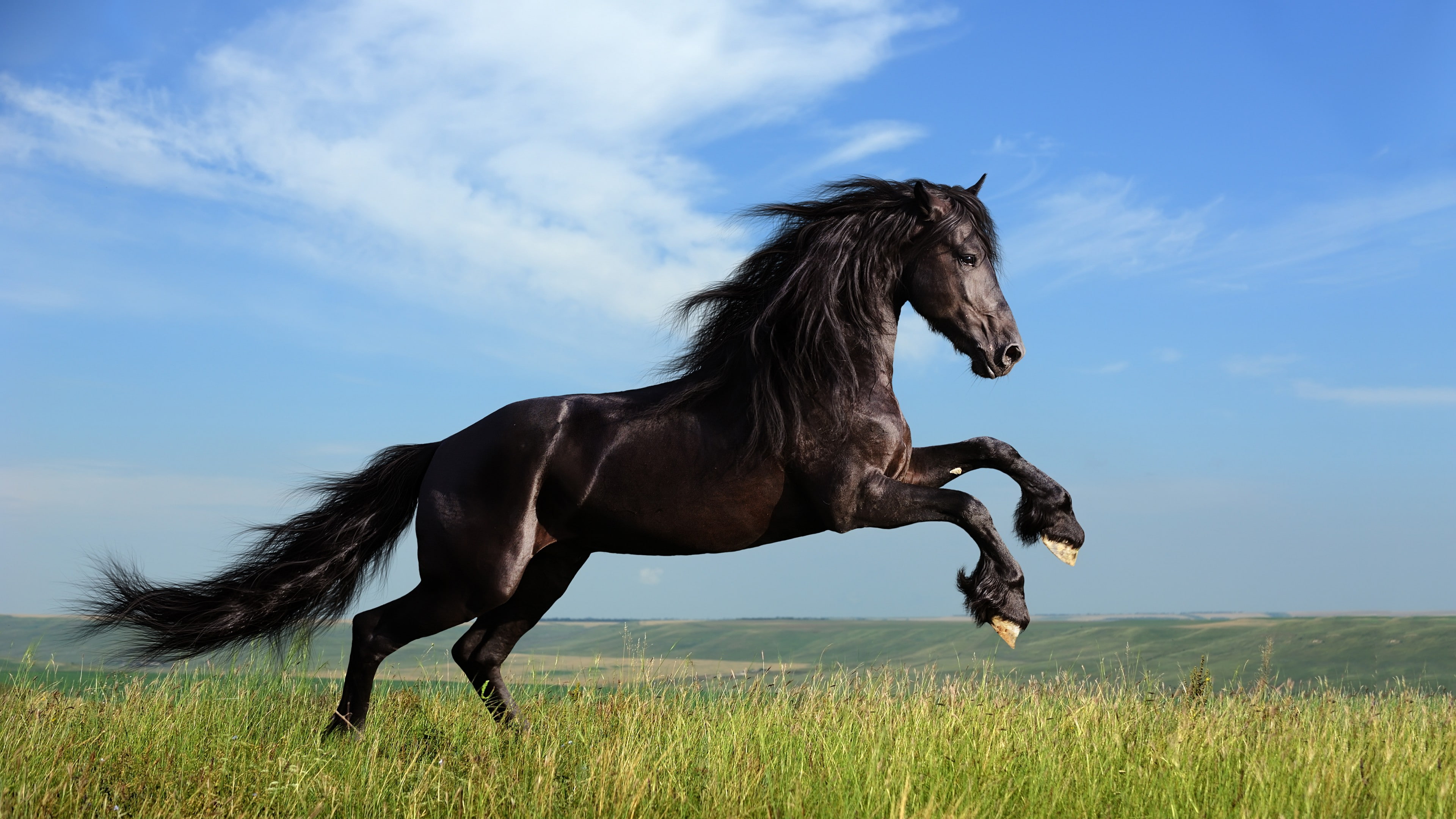 black, gallop, field, meadow, grass, sky, 4K, Horse, jumping, HD Wallpaper