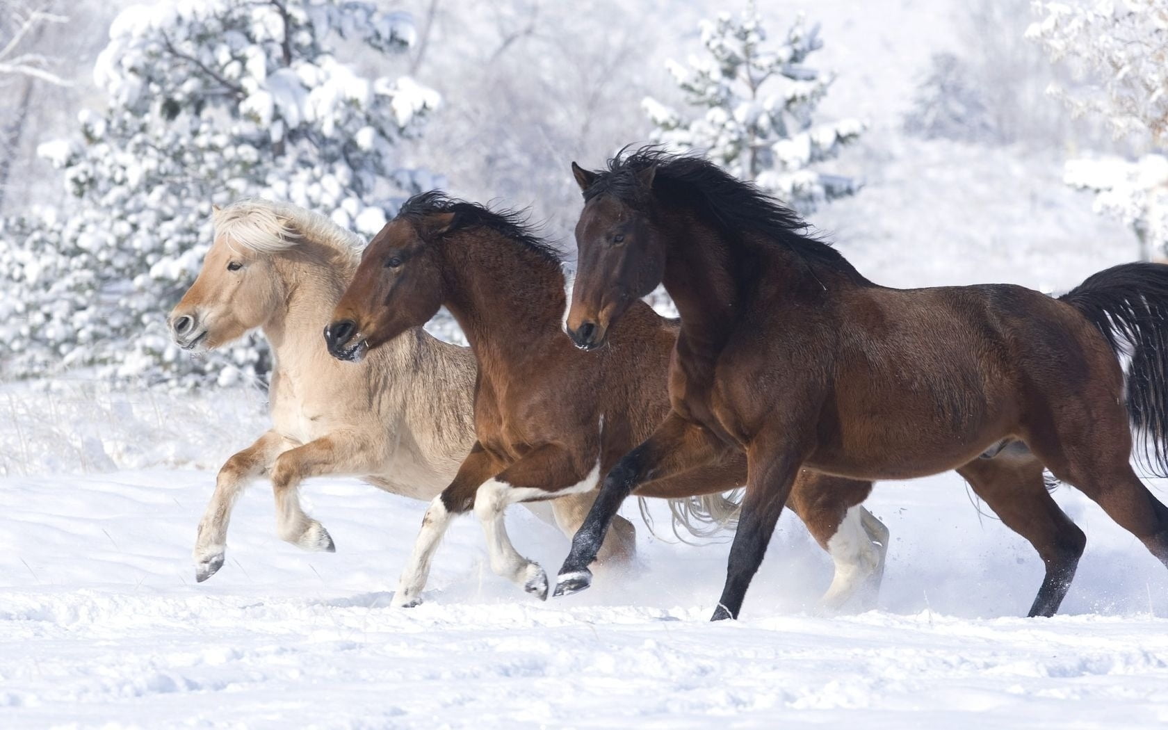 farm, cold - Temperature, beauty In Nature, animals In The Wild, 720P, herbivorous, white, rural Scene, domestic Animals, land, no people, frost, livestock, HD Wallpaper