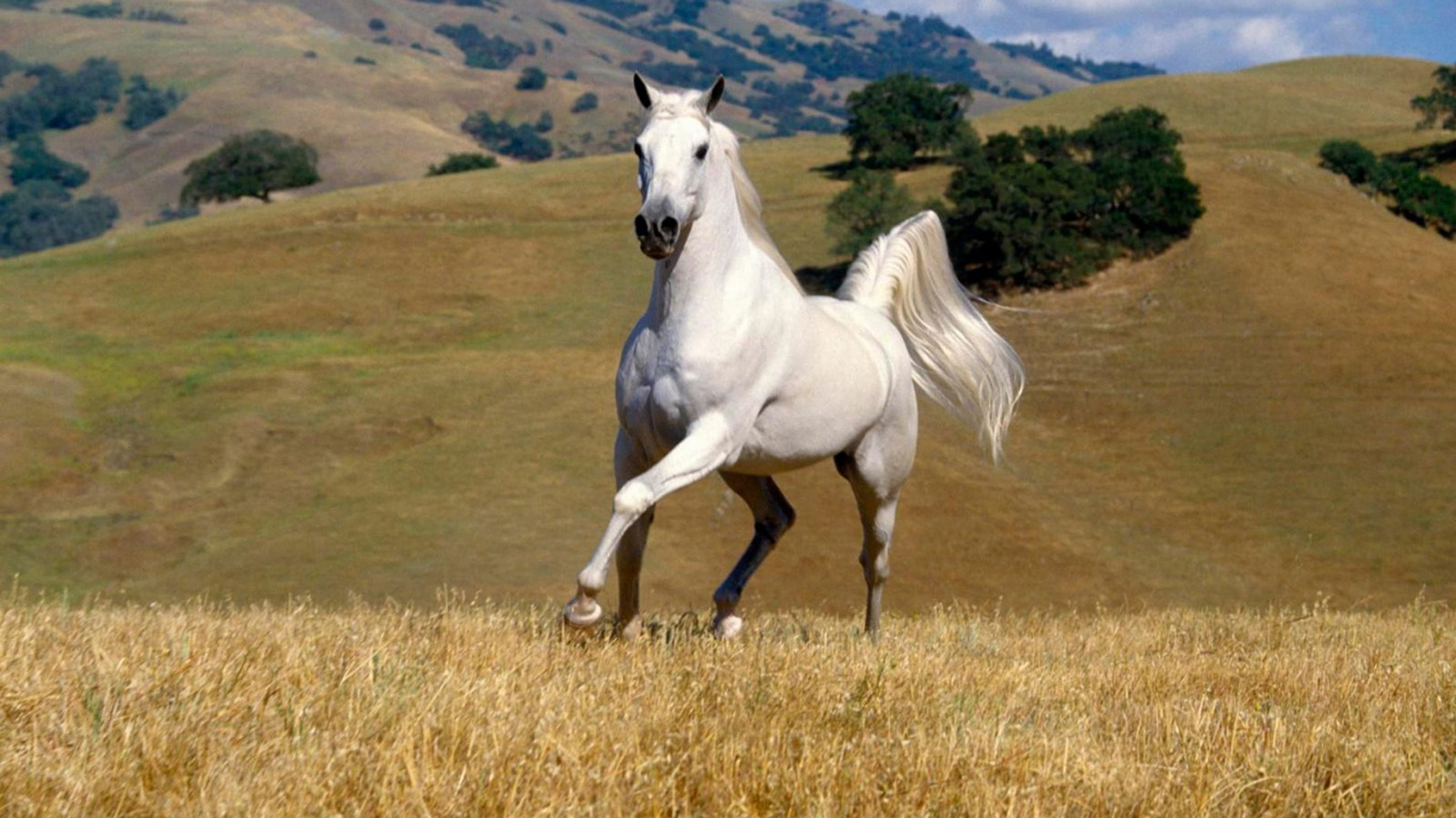 pets, no people, horse, outdoors, land, landscape, grass, one animal, white, domestic animals, nature, plant, day, field, galloping, animal wildlife, animal themes, HD Wallpaper