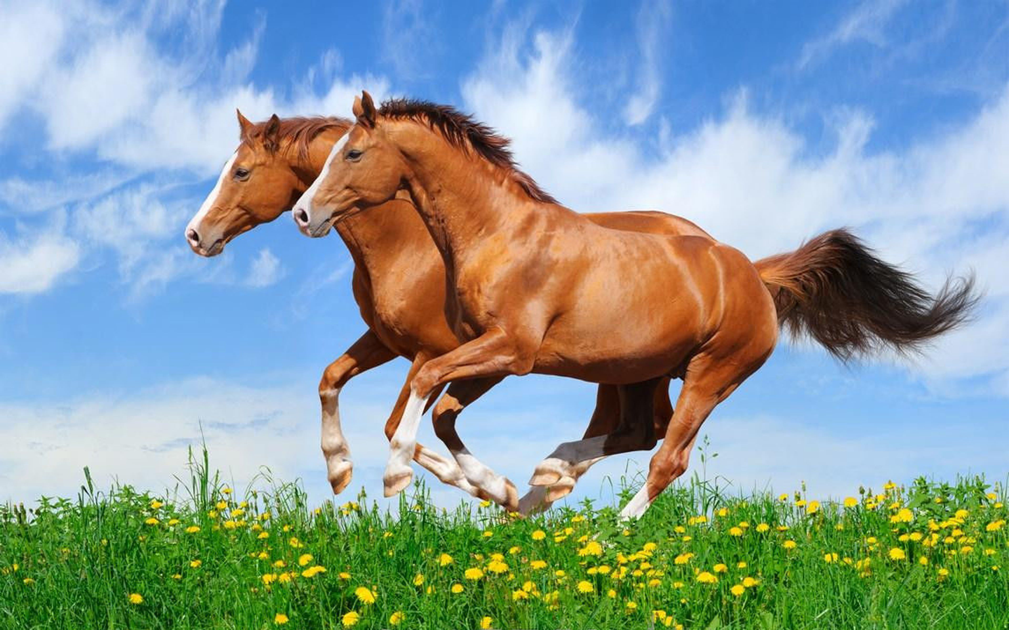 horses, two, day, desktop, flowering plant, no people, domestic, one animal, hd, domestic animals, land, vertebrate, 4K, beautiful, cloud - sky, HD Wallpaper