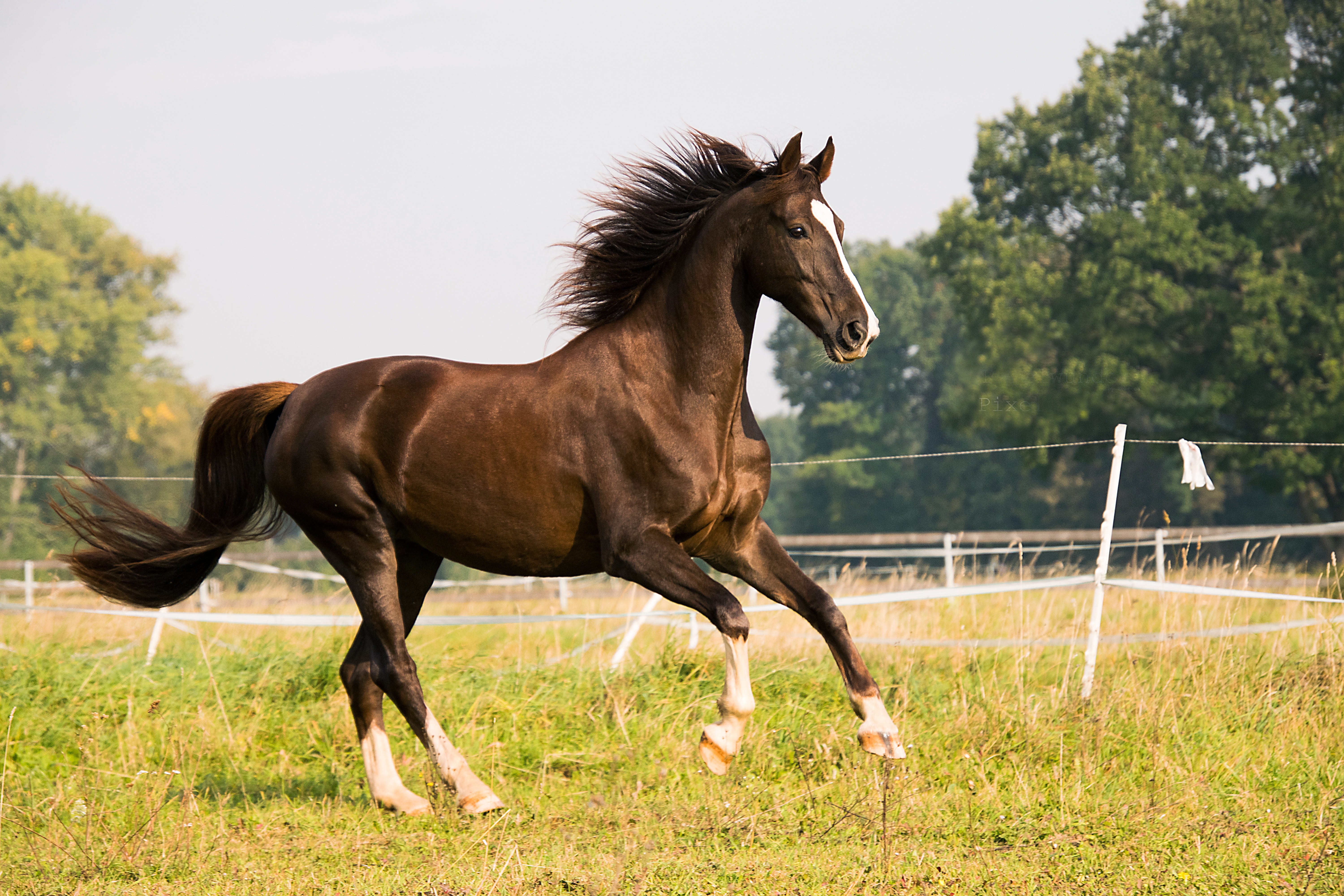 side view, land, pets, meadow, no people, plant, fence, domestic, canter, brown, outdoors, vertebrate, nature, coupling, running, 5K, grass, mammal, livestock, HD Wallpaper
