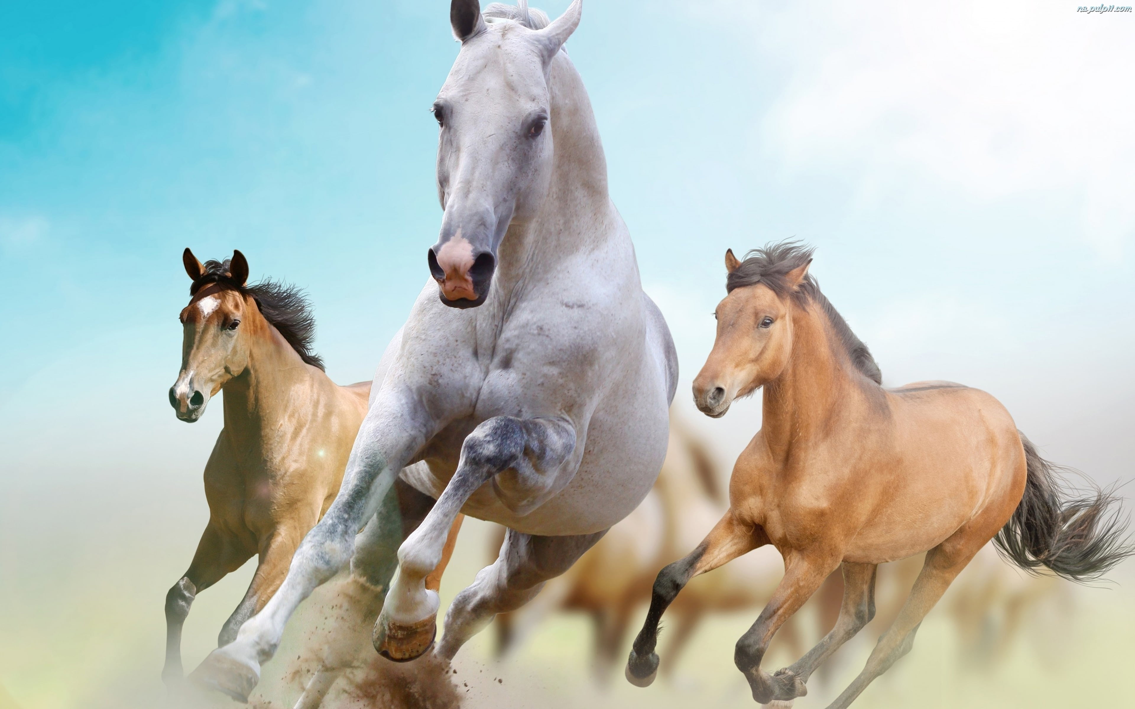 pets, vertebrate, animal themes, ranch, animal family, group of animals, domestic animals, animal head, outdoors, herbivorous, horse, 4K, animal, animal wildlife, HD Wallpaper