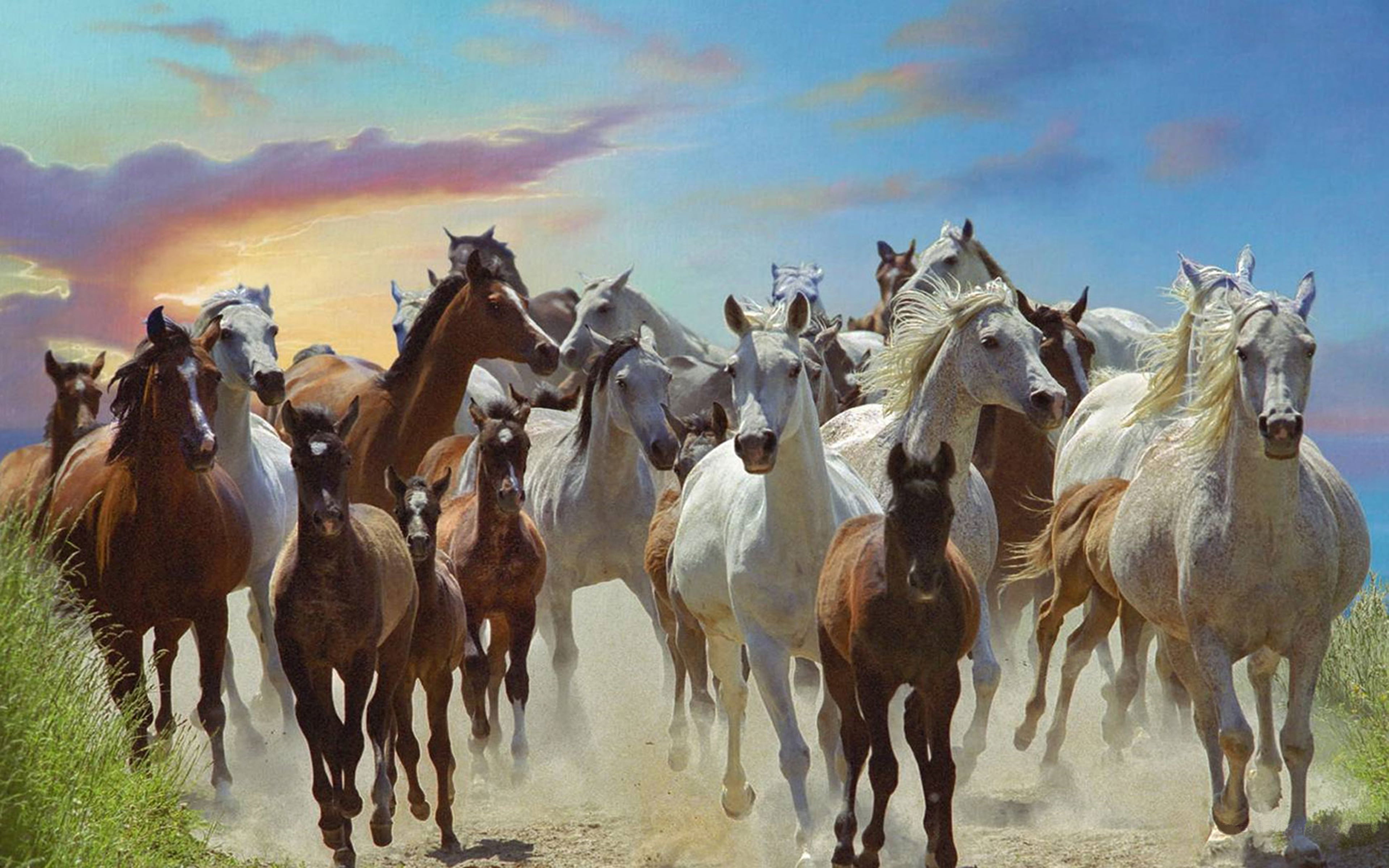 group of animals, pets, herd, nature, 4K, land, herbivorous, hd, animal, livestock, large group of animals, no people, animals in the wild, HD Wallpaper