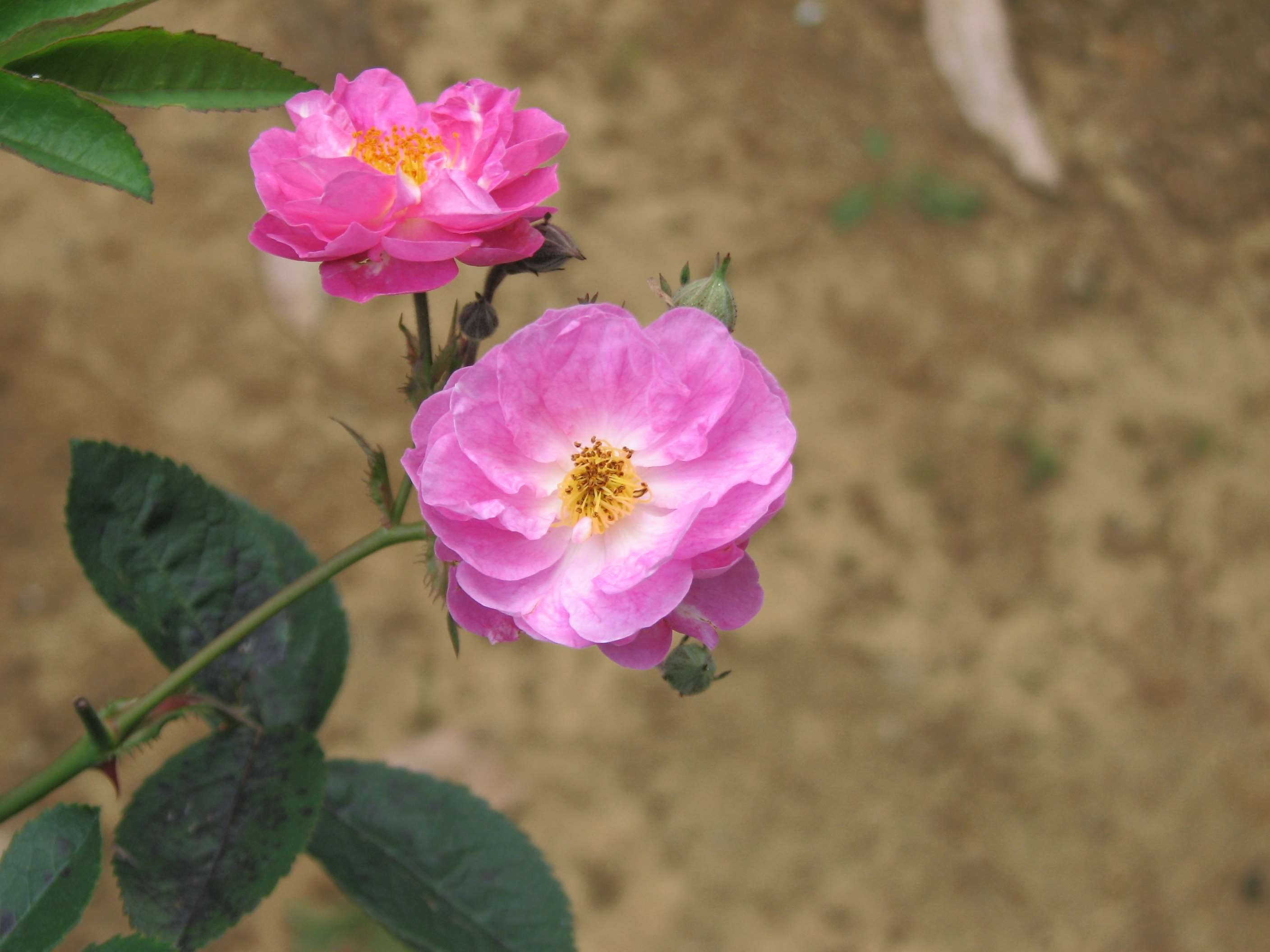 plant, petal, nuwara eliya sri lanka, pink color, botany, growth, focus on foreground, day, rose, flower head, fragility, close-up, outdoors, vulnerability, HD Wallpaper