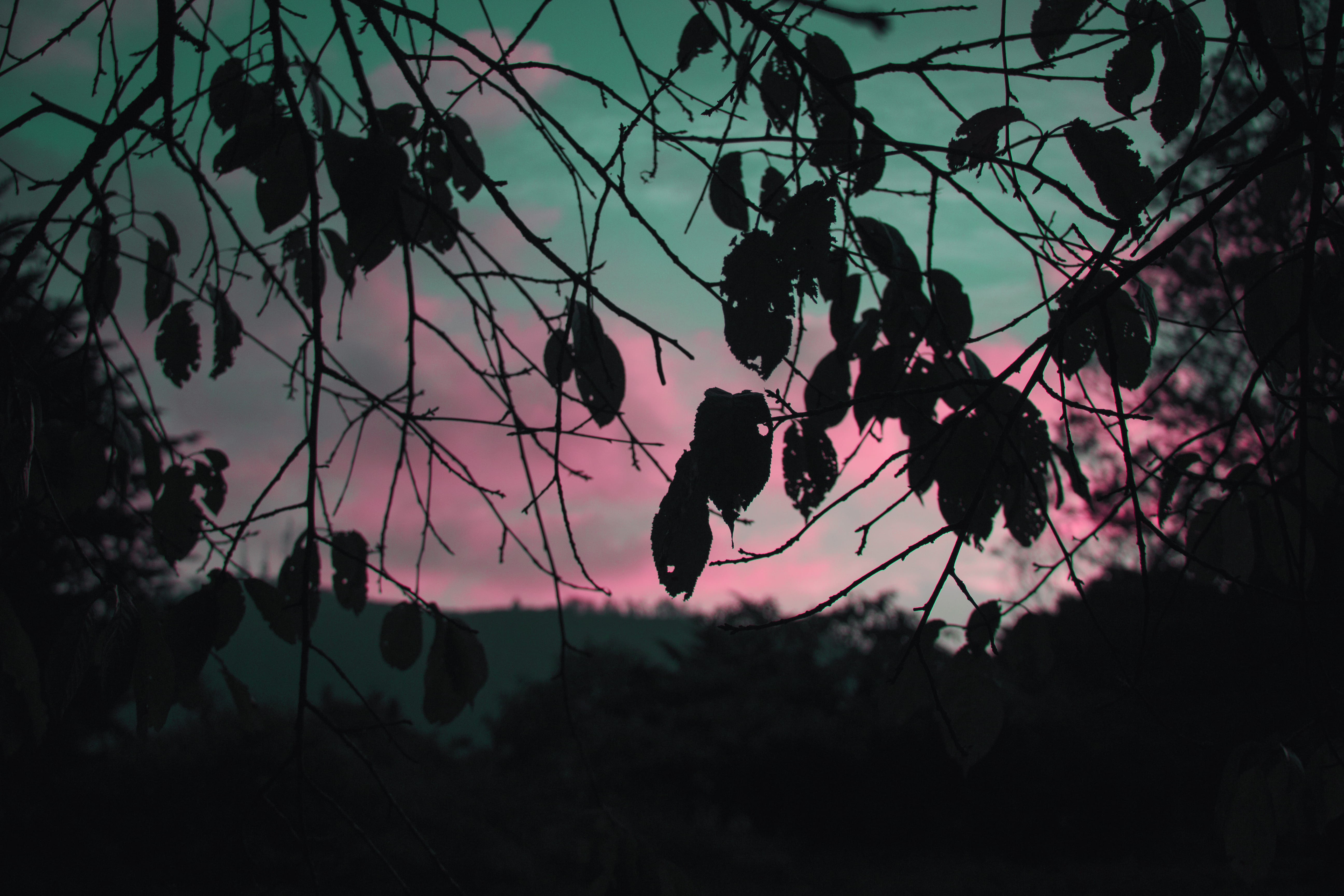 flowering plant, flower, growth, beauty in nature, plant part, sky, freshness, no people, tree, nature, outdoors, silhouette, sunset, fragility, nuwara eliya, HD Wallpaper