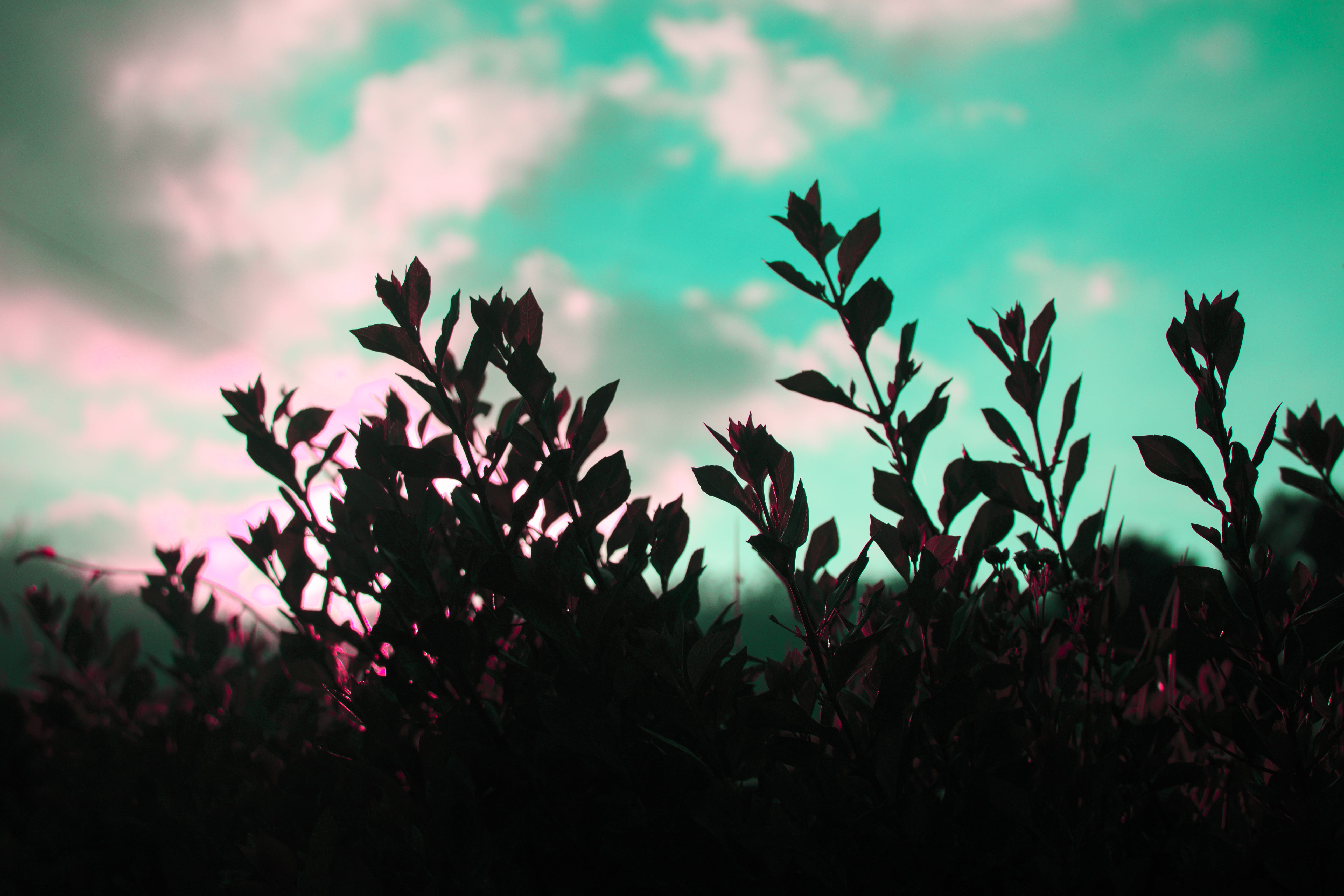 close-up, plant part, pink color, sri lanka, purple, beauty in nature, sky, cloud - sky, tranquil scene, land, scenics - nature, nature, field, outdoors, HD Wallpaper