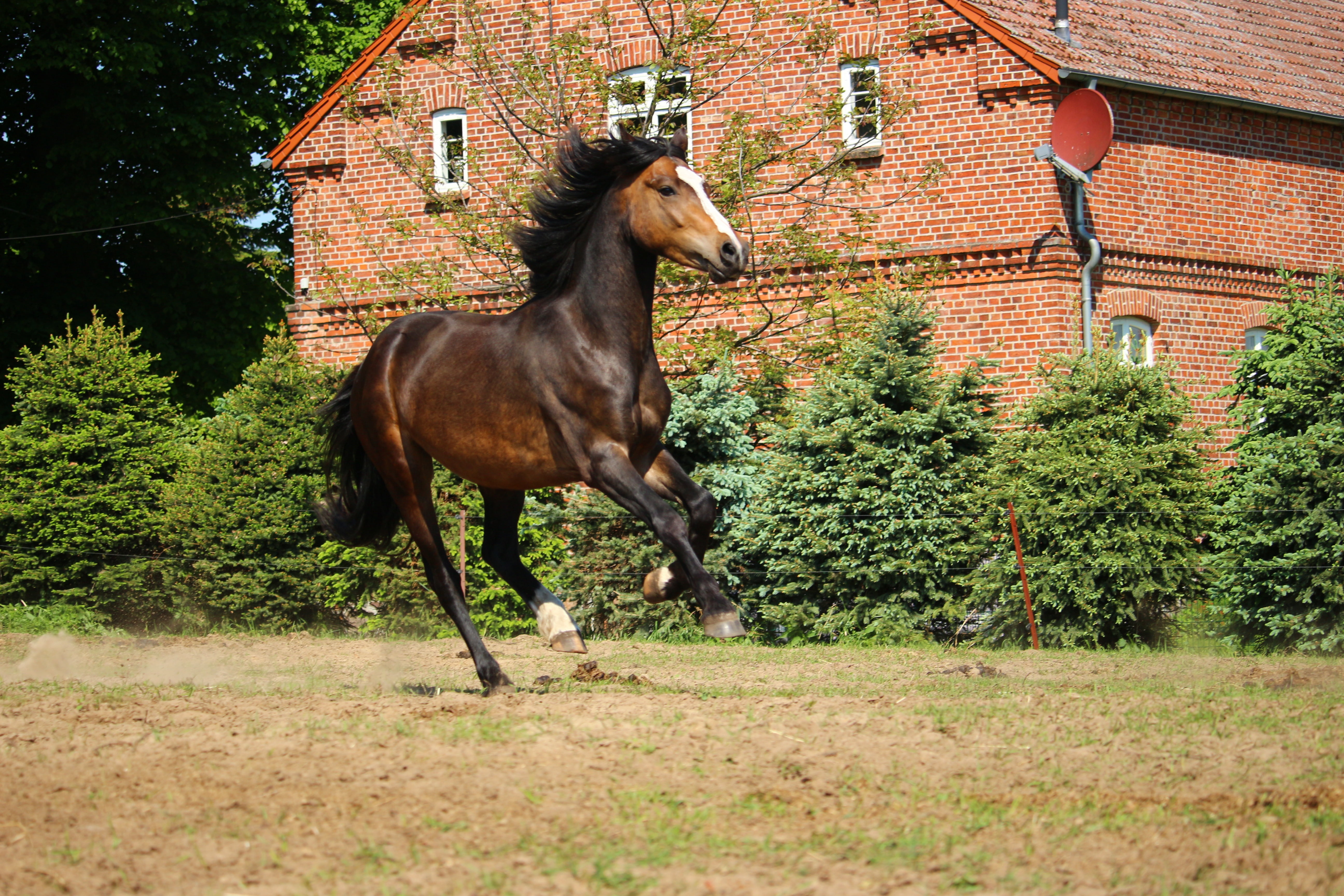built structure, animal wildlife, pasture, meadow, livestock, architecture, no people, brick, grass, animal, pony, mammal, full length, outdoors, pets, HD Wallpaper