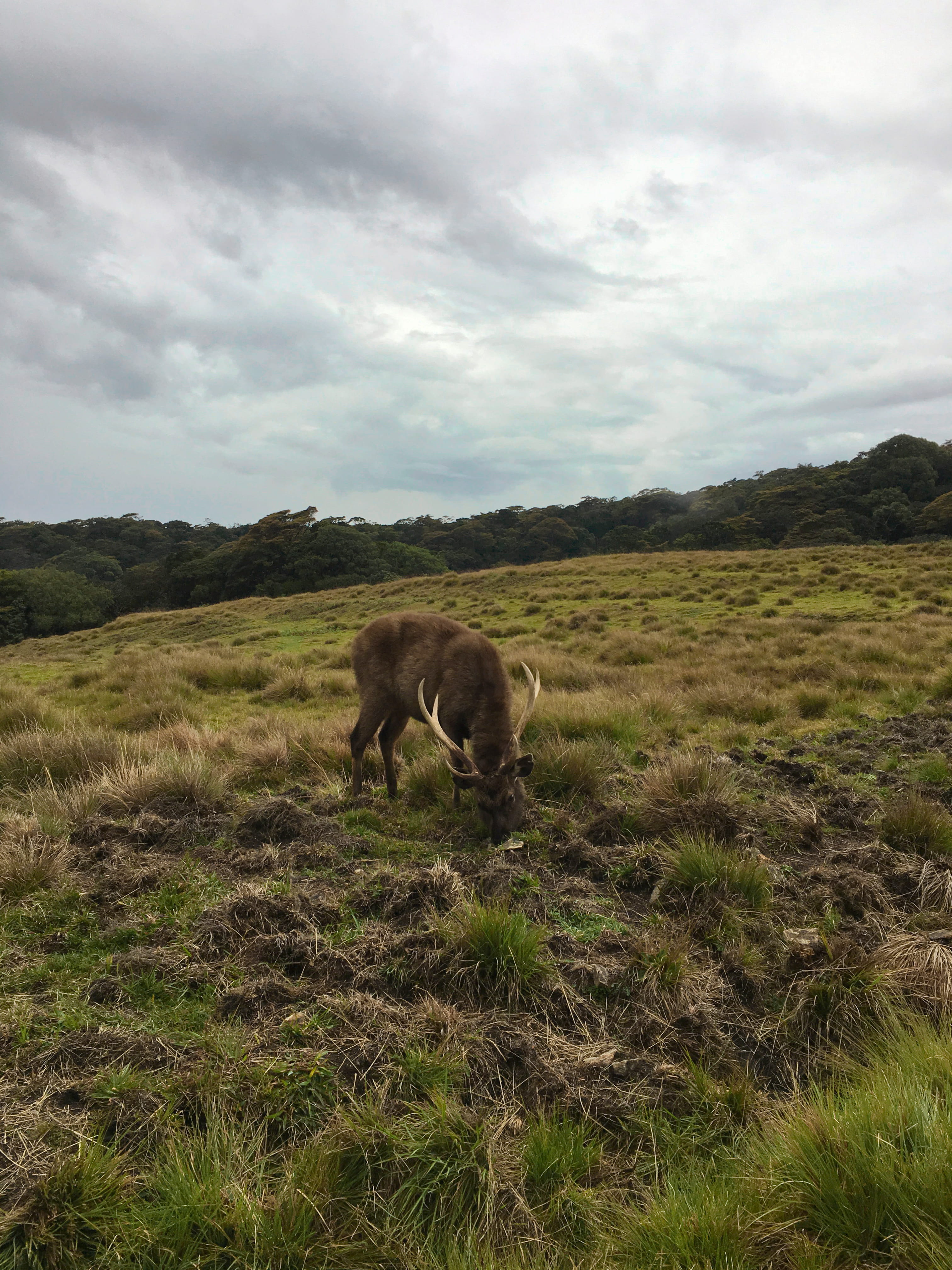 herbivorous, one animal, vertebrate, sri lanka, grassland, mammal, wilderness, sky, bull, cloud - sky, farm, ranch, domestic animals, 4K, meadow, domestic, Phone HD Wallpaper