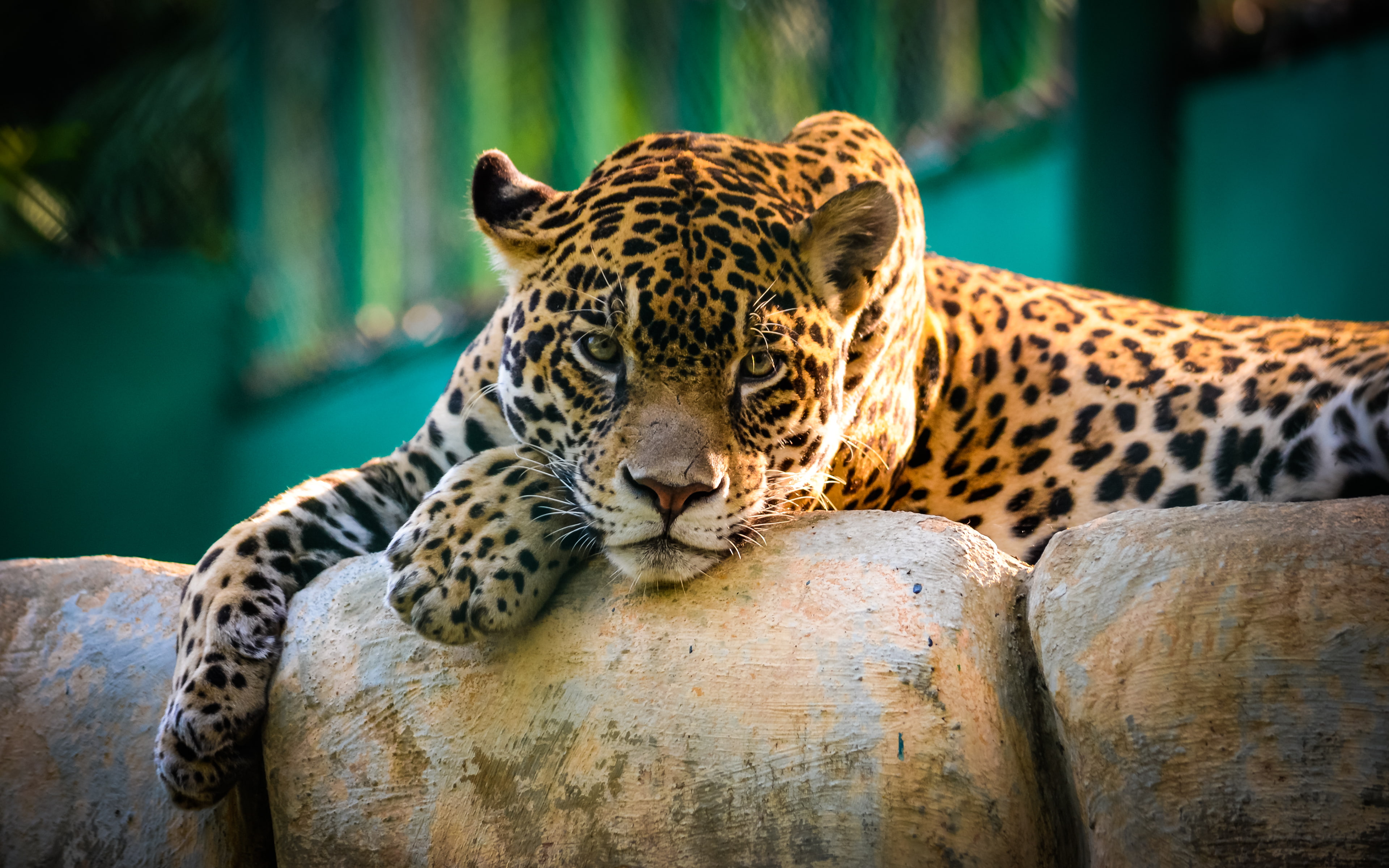 animals, green, tabascomexico, 4K, eyes, jaguars, photography, mexico, taunting, brown, HD Wallpaper