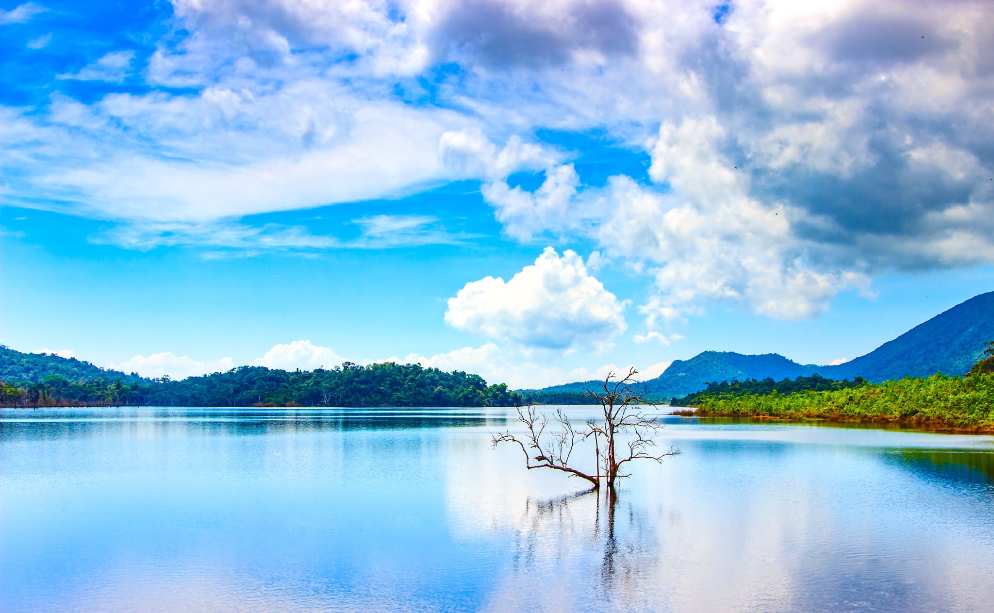 plant, landscape, lake, hoa, lagoon, white, outdoor, enough, tree, tranquility, near, water, bare, body, mountain, 1080P, blue, beauty in nature, write, HD Wallpaper