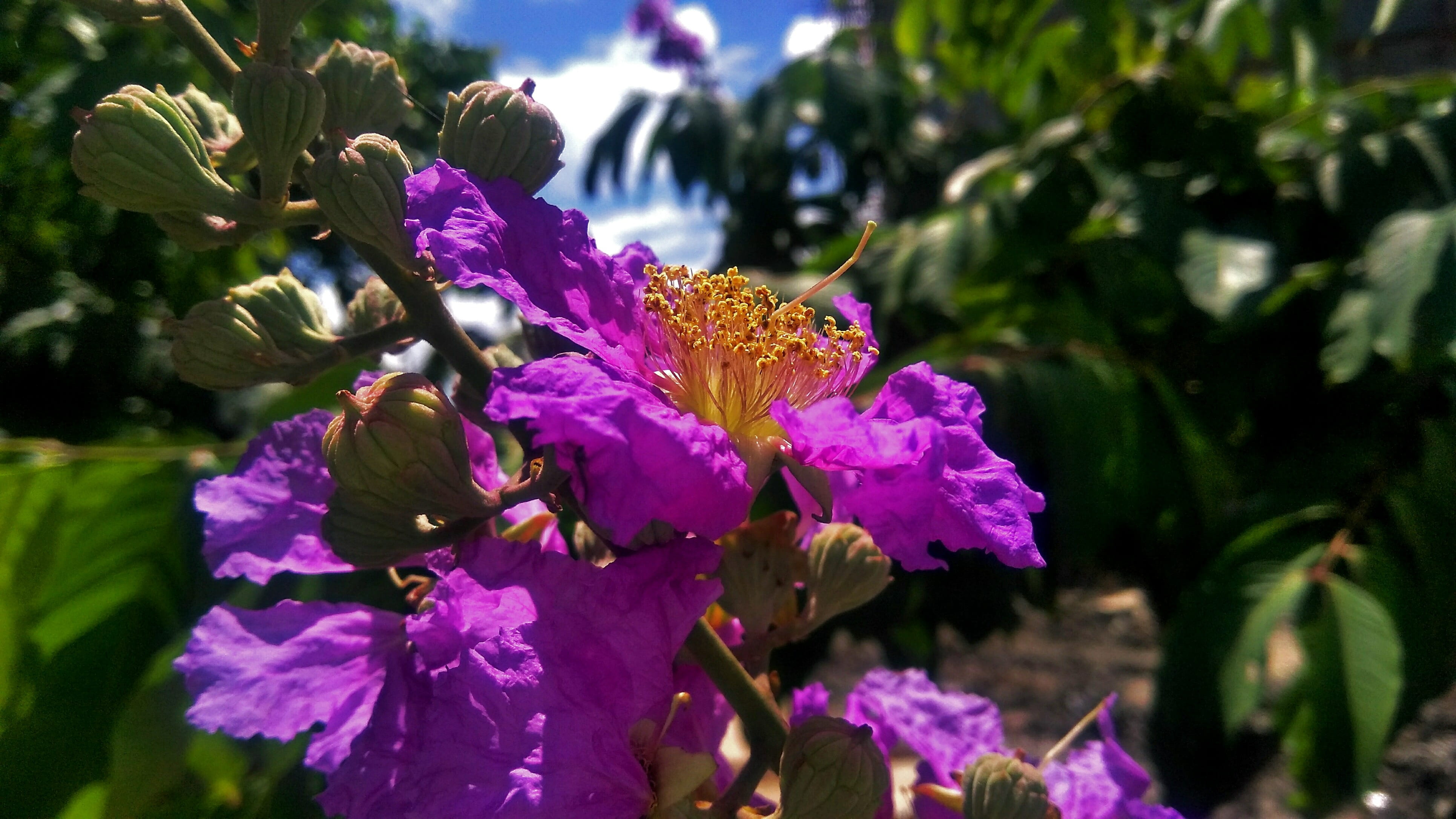 dom, outdoors, 4K, one must have sunshine, nature, focus on foreground, leaf, freshness, and a little flower, flowering plant, plant part, inflorescence, HD Wallpaper