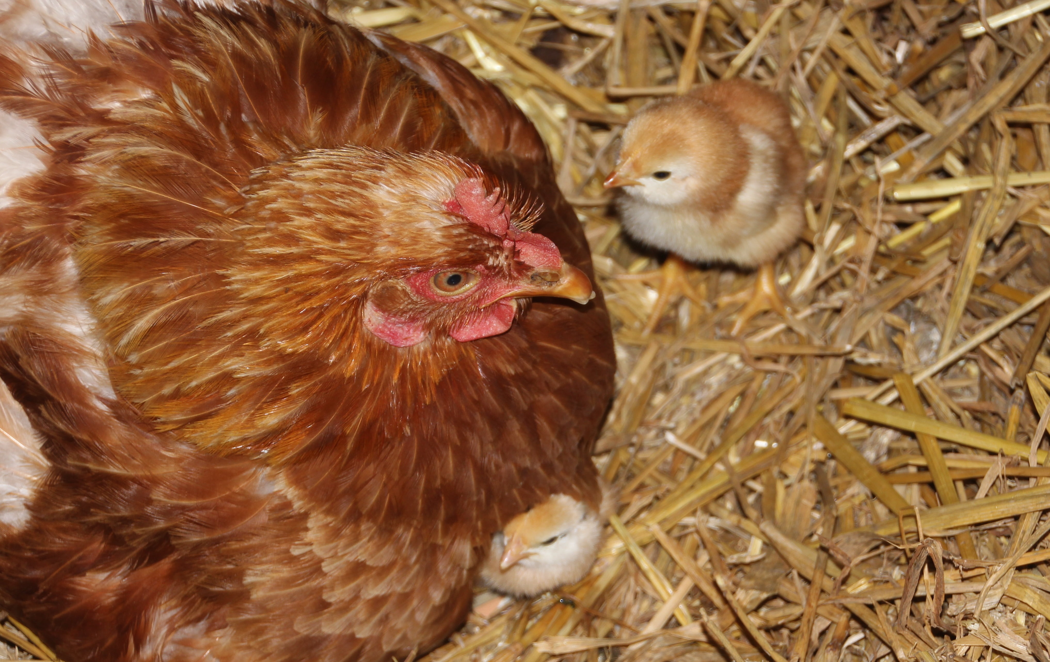 no people, two animals, bird, poultry, yellow, animal, group of animals, livestock, domestic animals, mother hen, chicken - bird, animal themes, animal family, HD Wallpaper