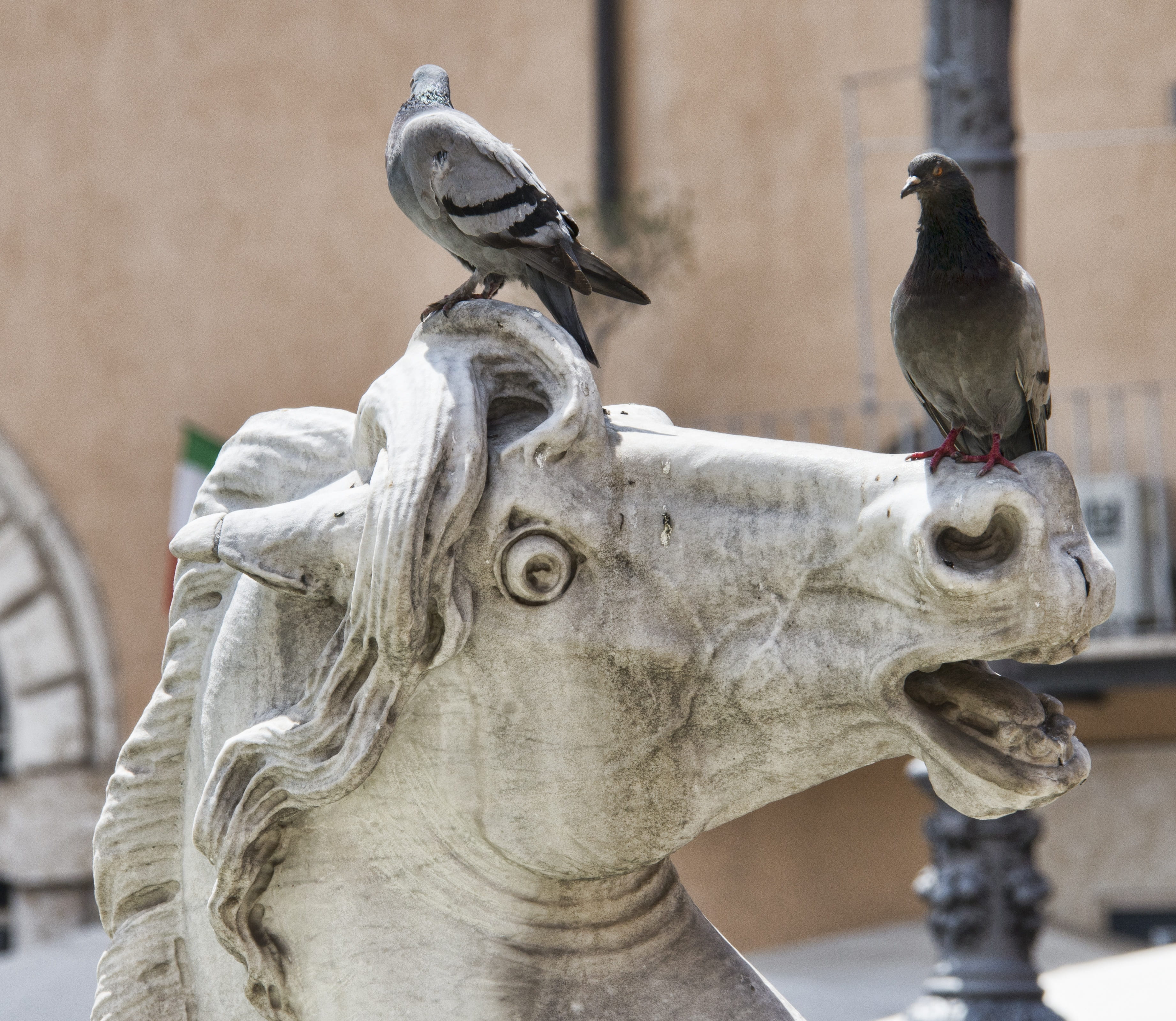 animal themes, historical, city, rome, italian, animals in the wild, close-up, italy, gray, old, history, statue, animal wildlife, art and craft, two, architecture, HD Wallpaper