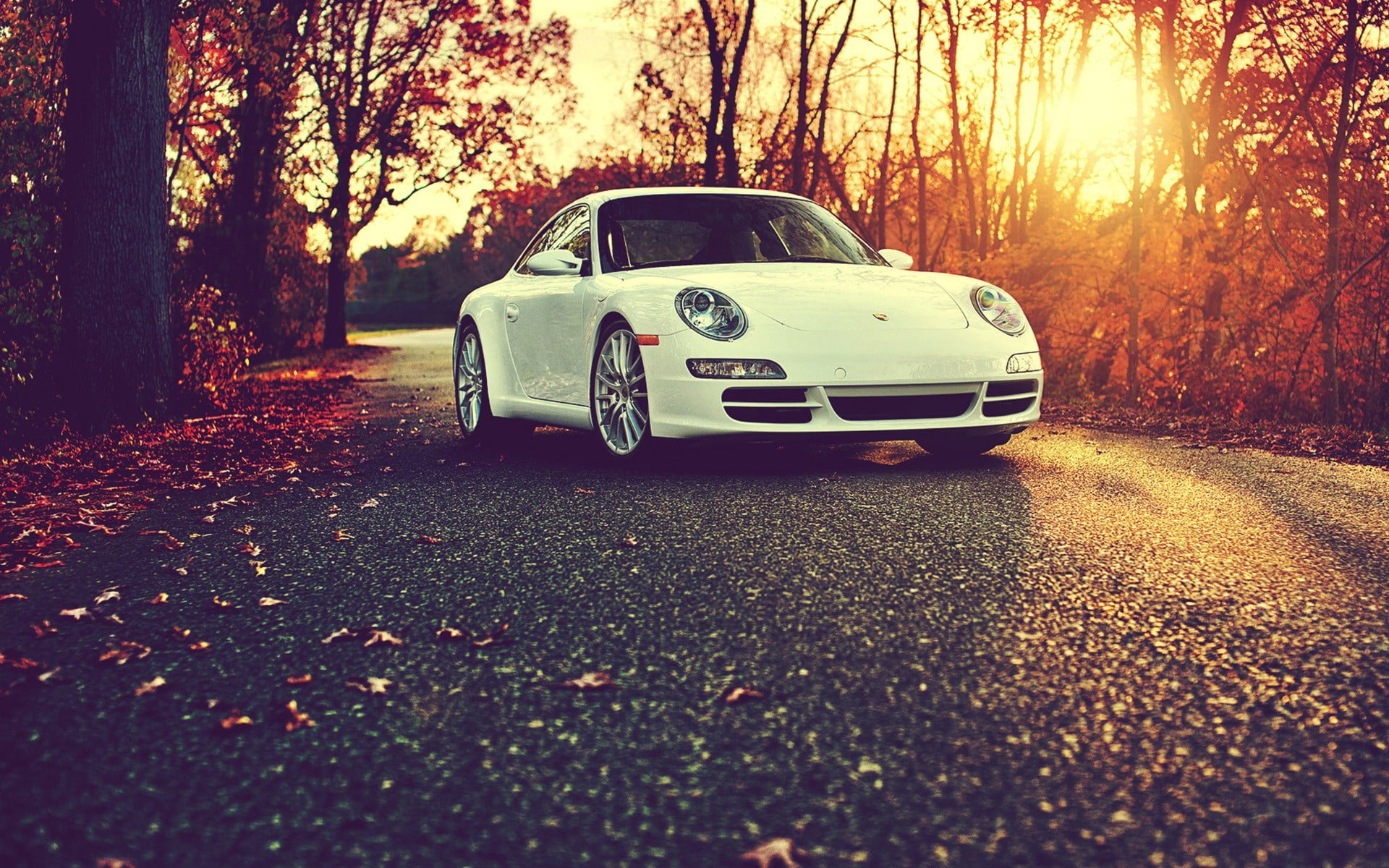 surface level, forest, nature, sunset, tree trunk, white cars, transportation, fall, coupe, white, land vehicle, car, tree, road, change, sports, motor vehicle, HD Wallpaper
